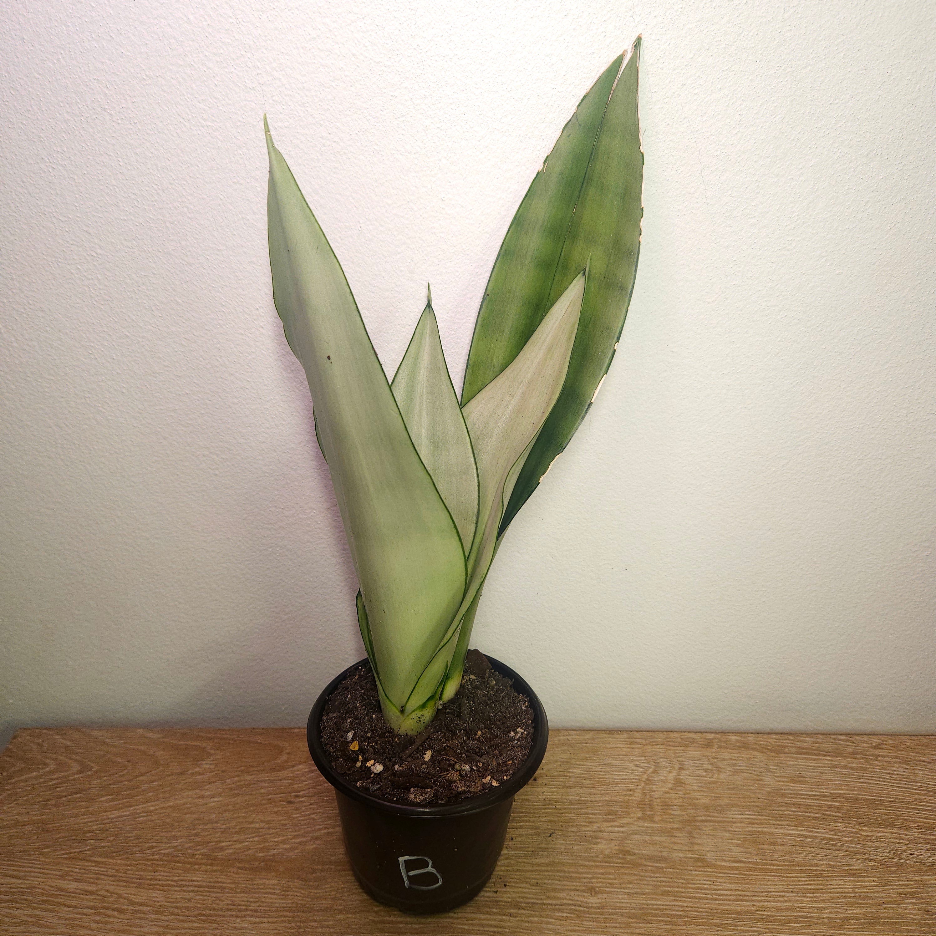 Sansevieria trifasciata Moonshine