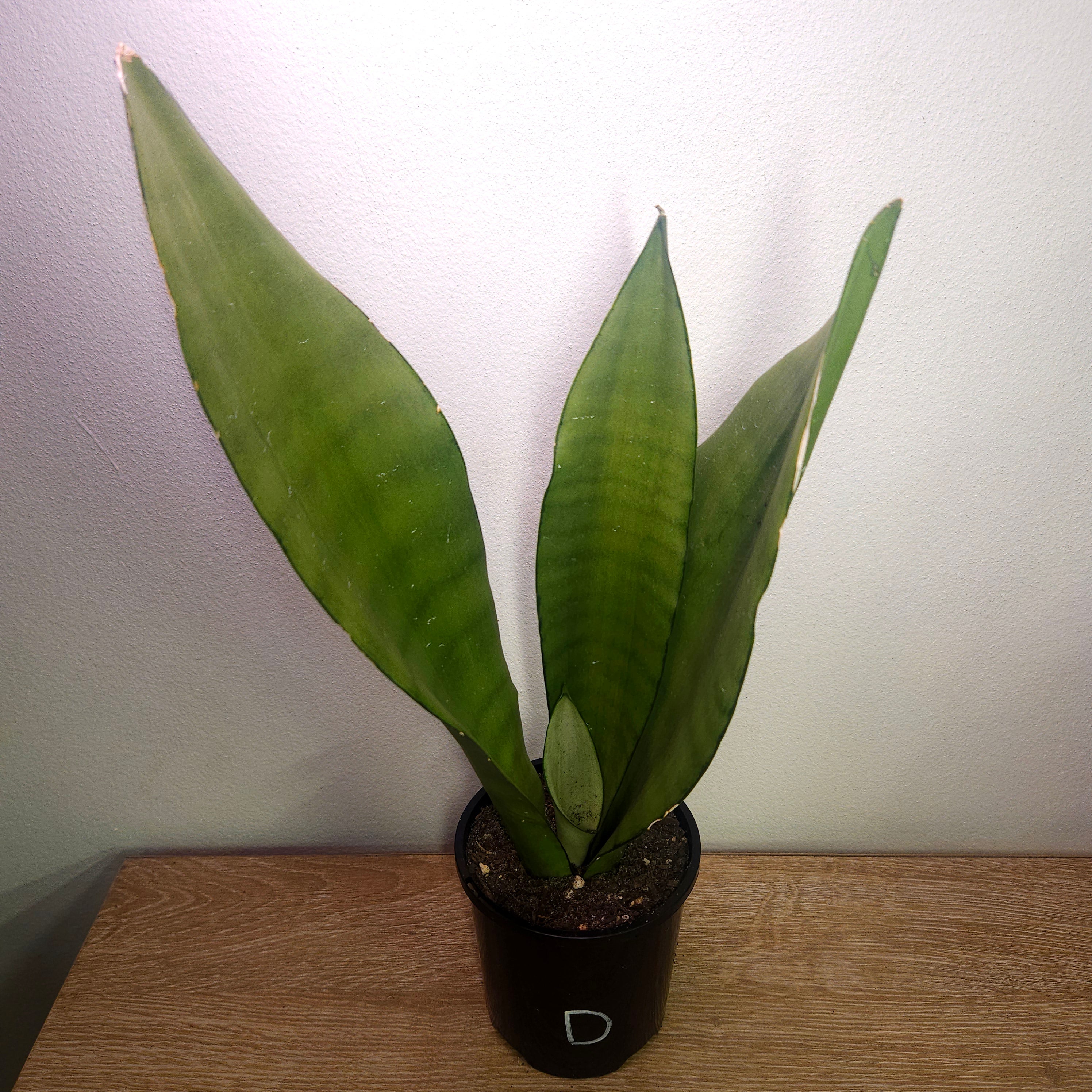 Sansevieria trifasciata Moonshine