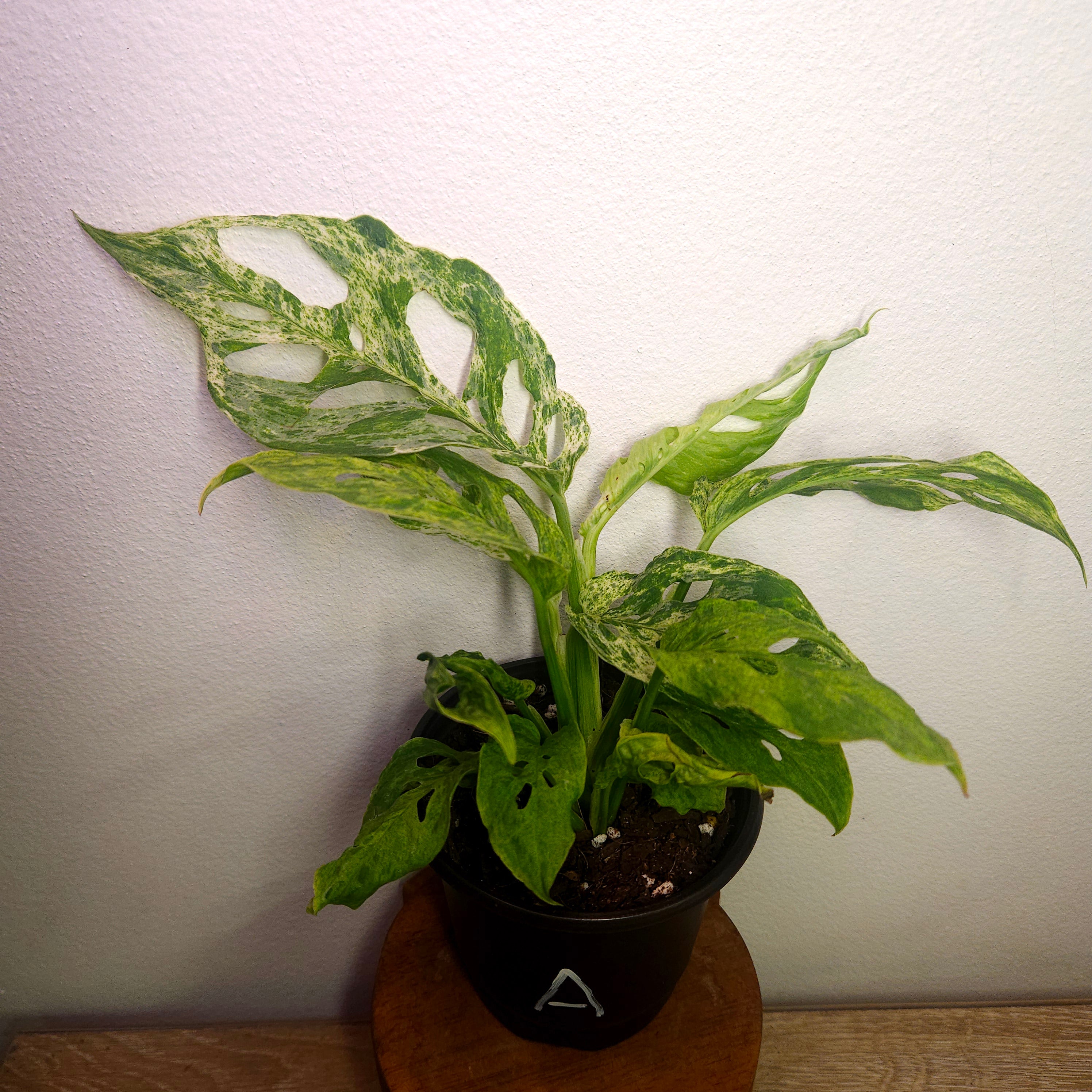 Monstera Adansonii Mint Variegated | Rare Mint Variegated Swiss Cheese Plant