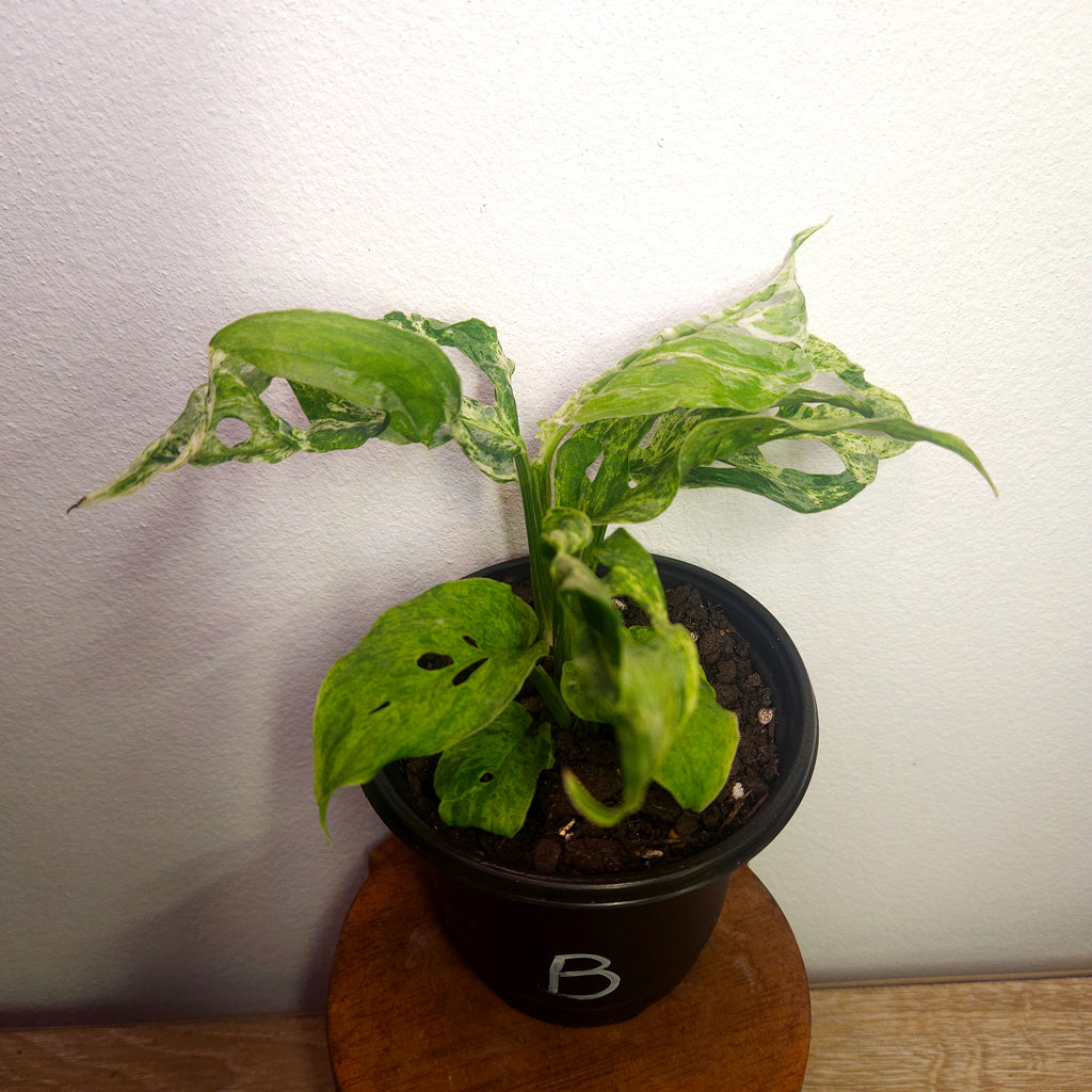 Monstera Adansonii Mint Variegated | Rare Mint Variegated Swiss Cheese Plant