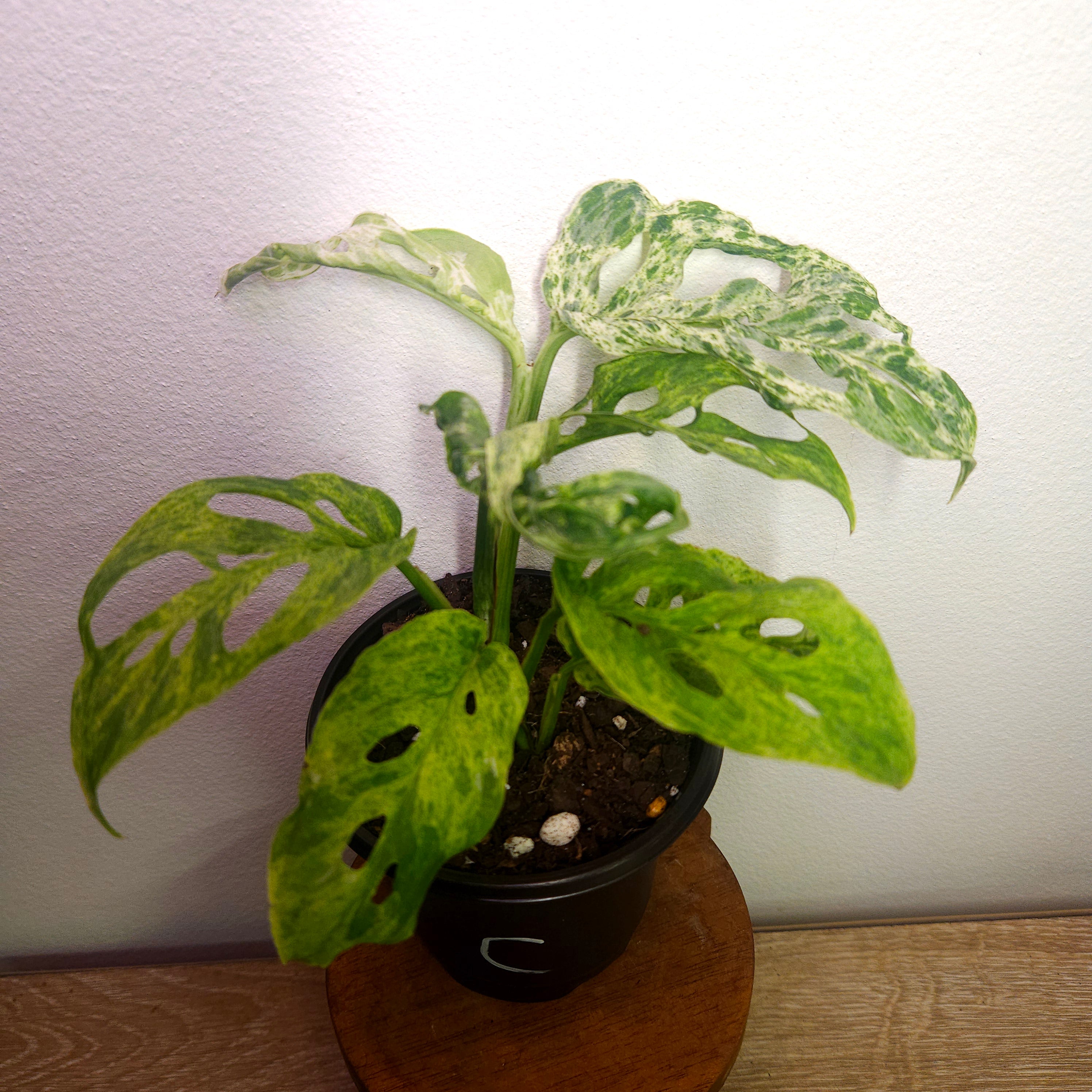 Monstera Adansonii Mint Variegated | Rare Mint Variegated Swiss Cheese Plant