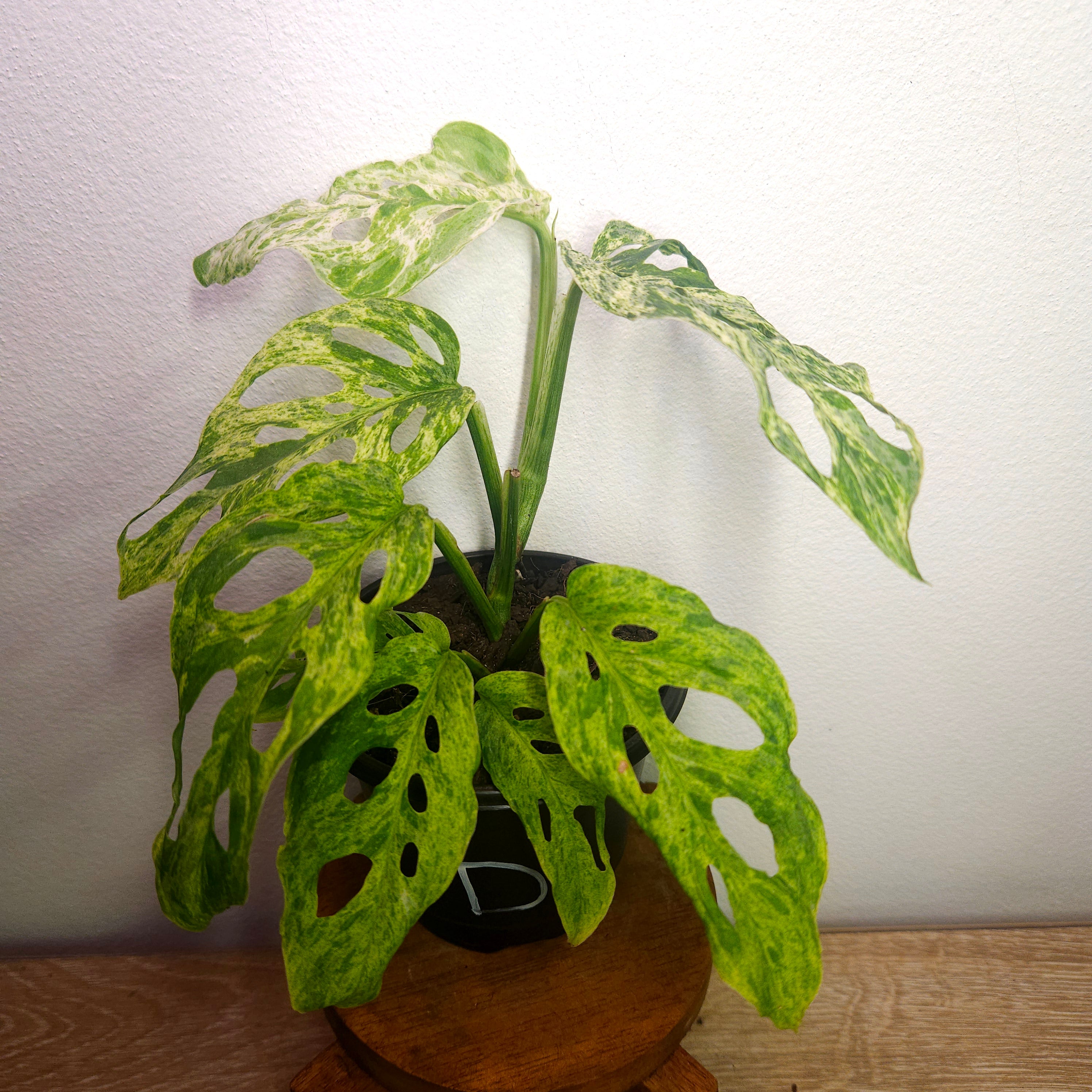 Monstera Adansonii Mint Variegated | Rare Mint Variegated Swiss Cheese Plant
