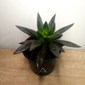 Echeveria Black Knight