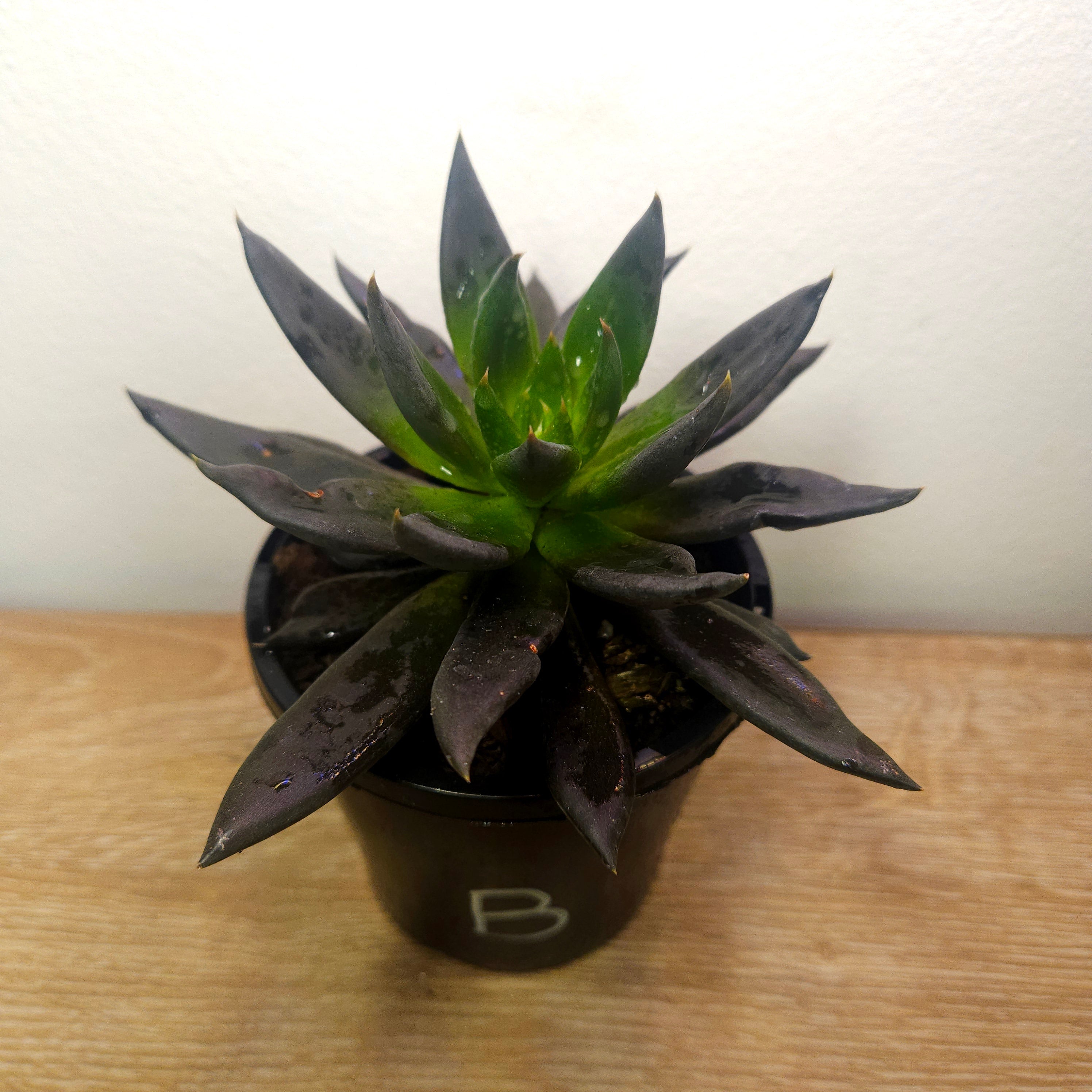 Echeveria Black Knight