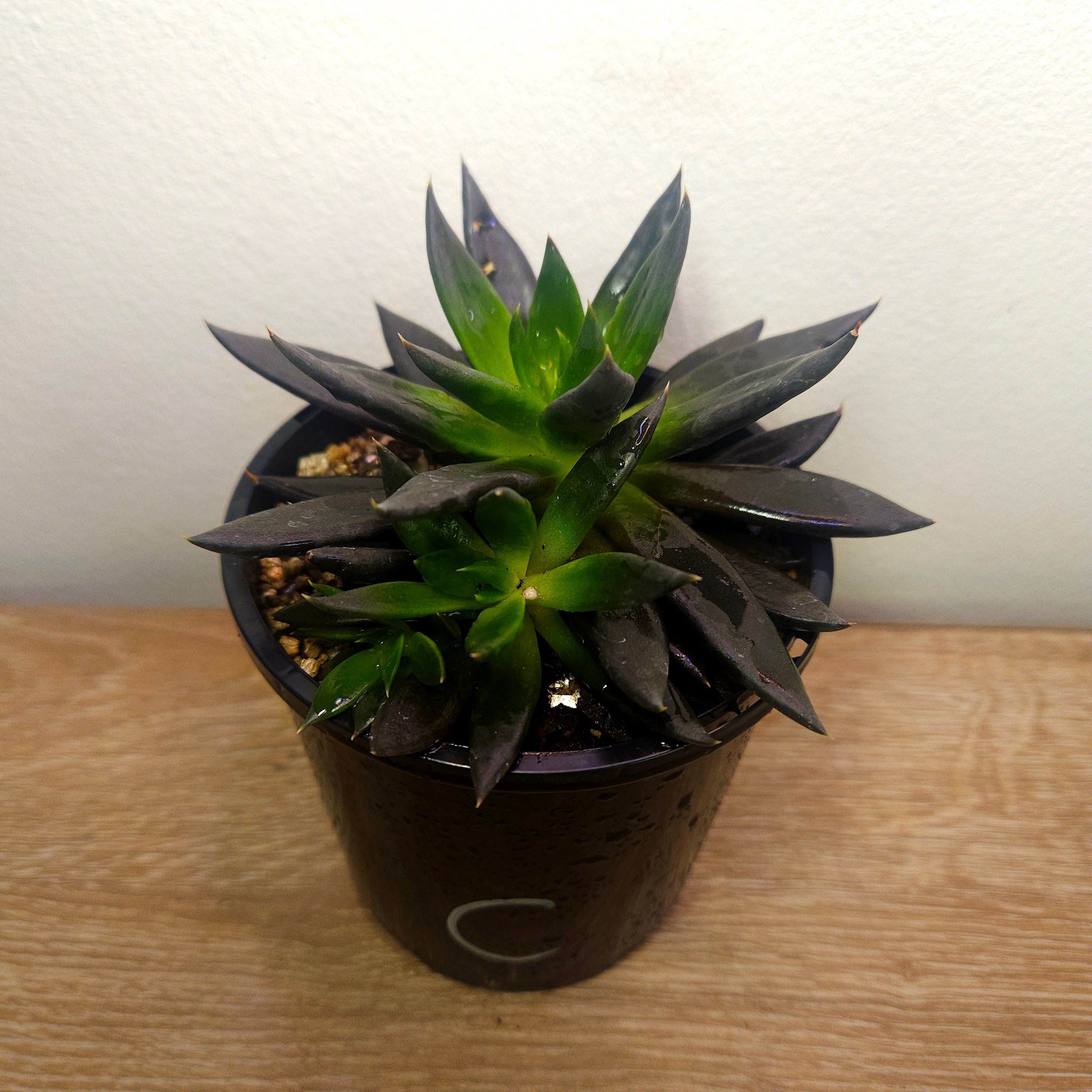 Echeveria Black Knight