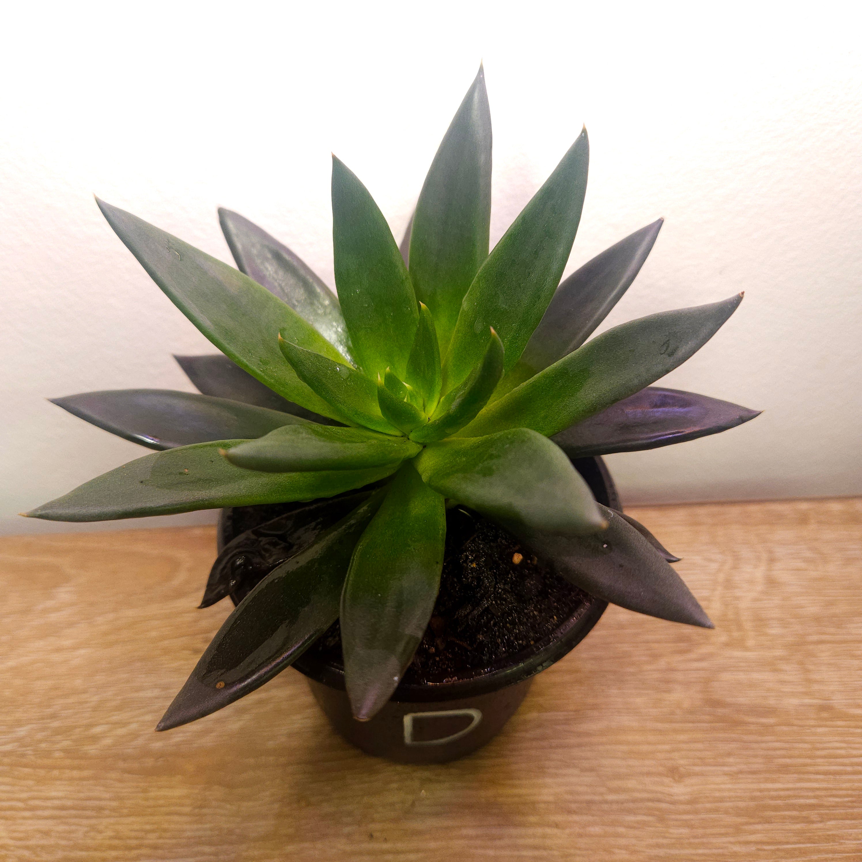 Echeveria Black Knight