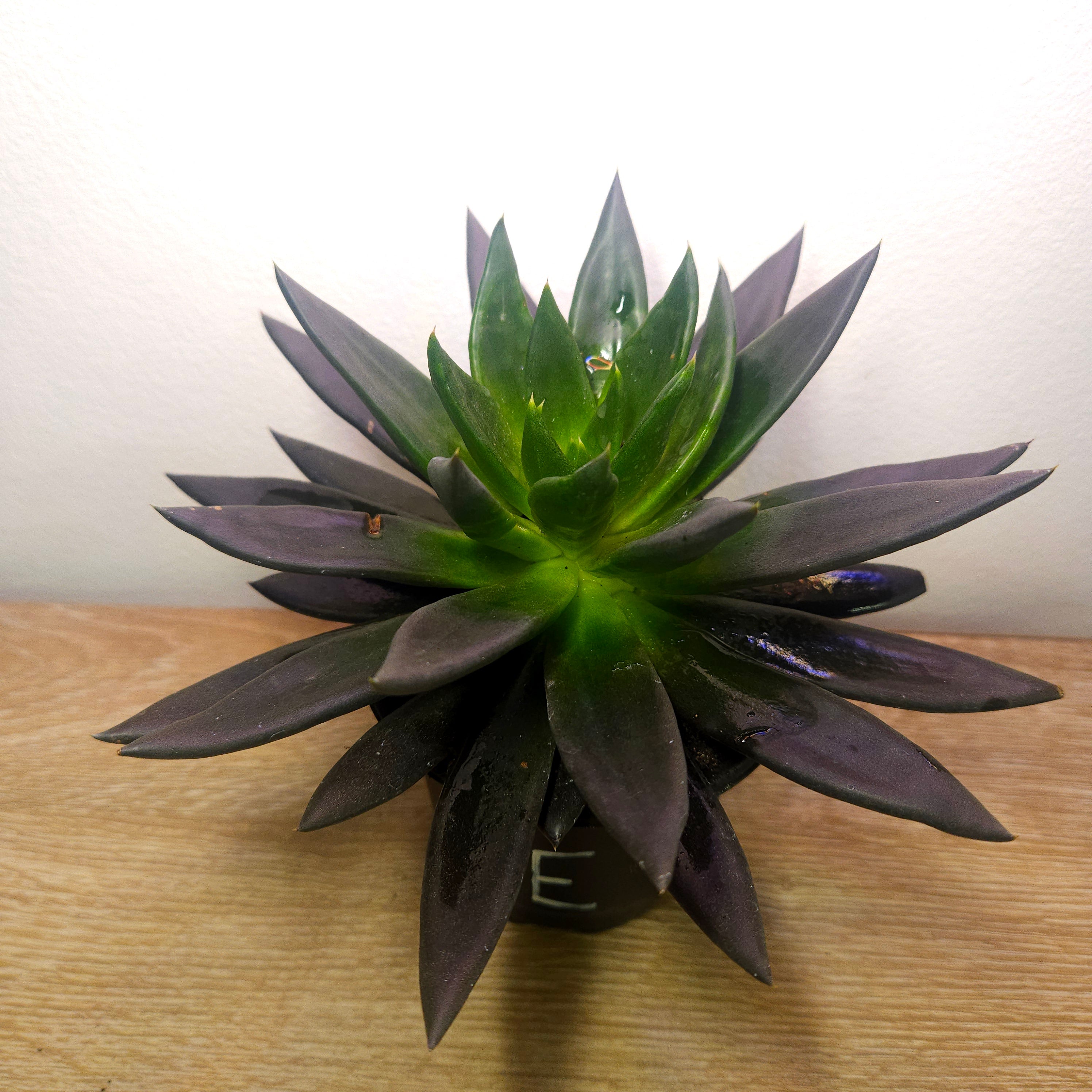 Echeveria Black Knight