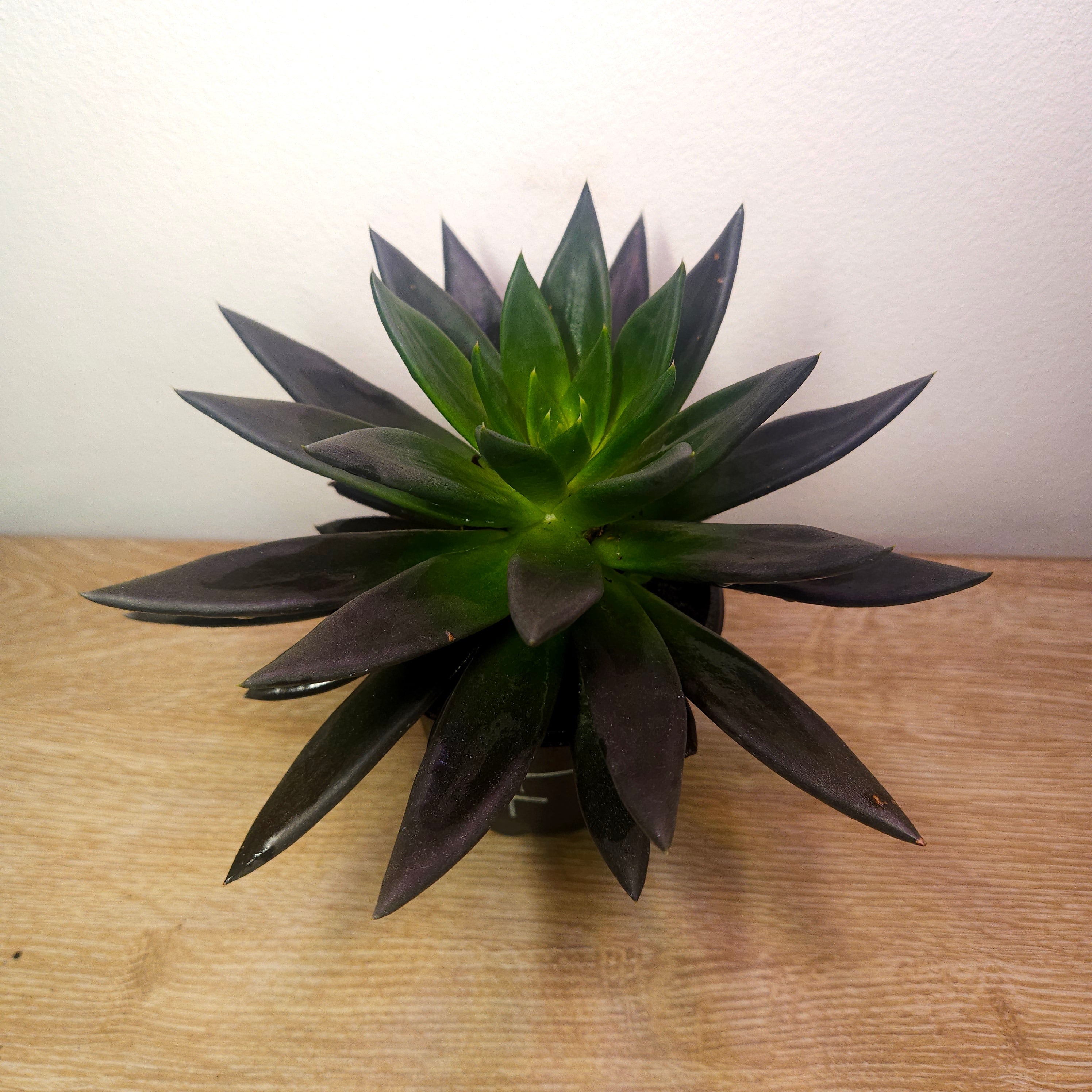 Echeveria Black Knight
