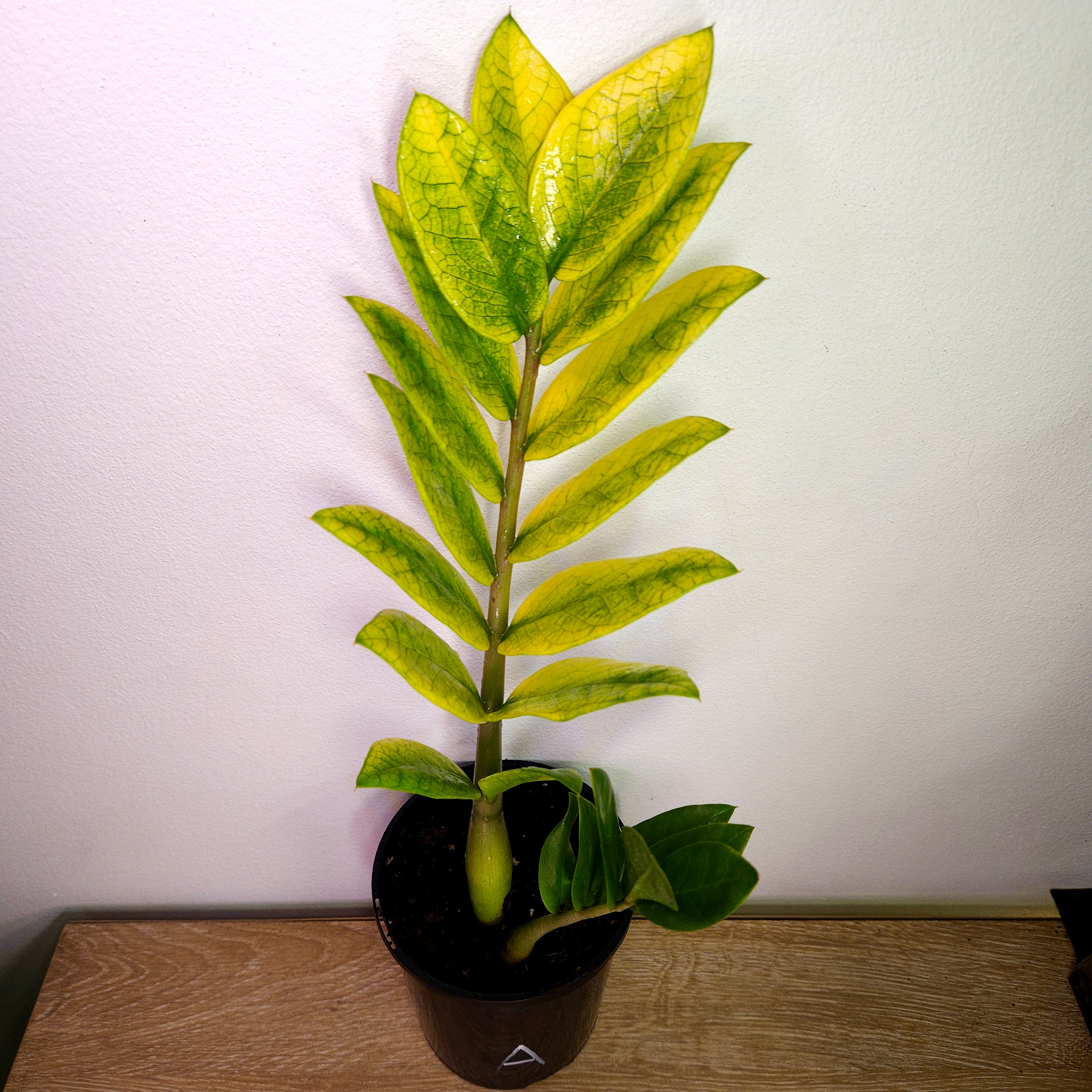 Variegated ZZ Plant ‘Akebono’ – Rare Colour-Changing Zamioculcas