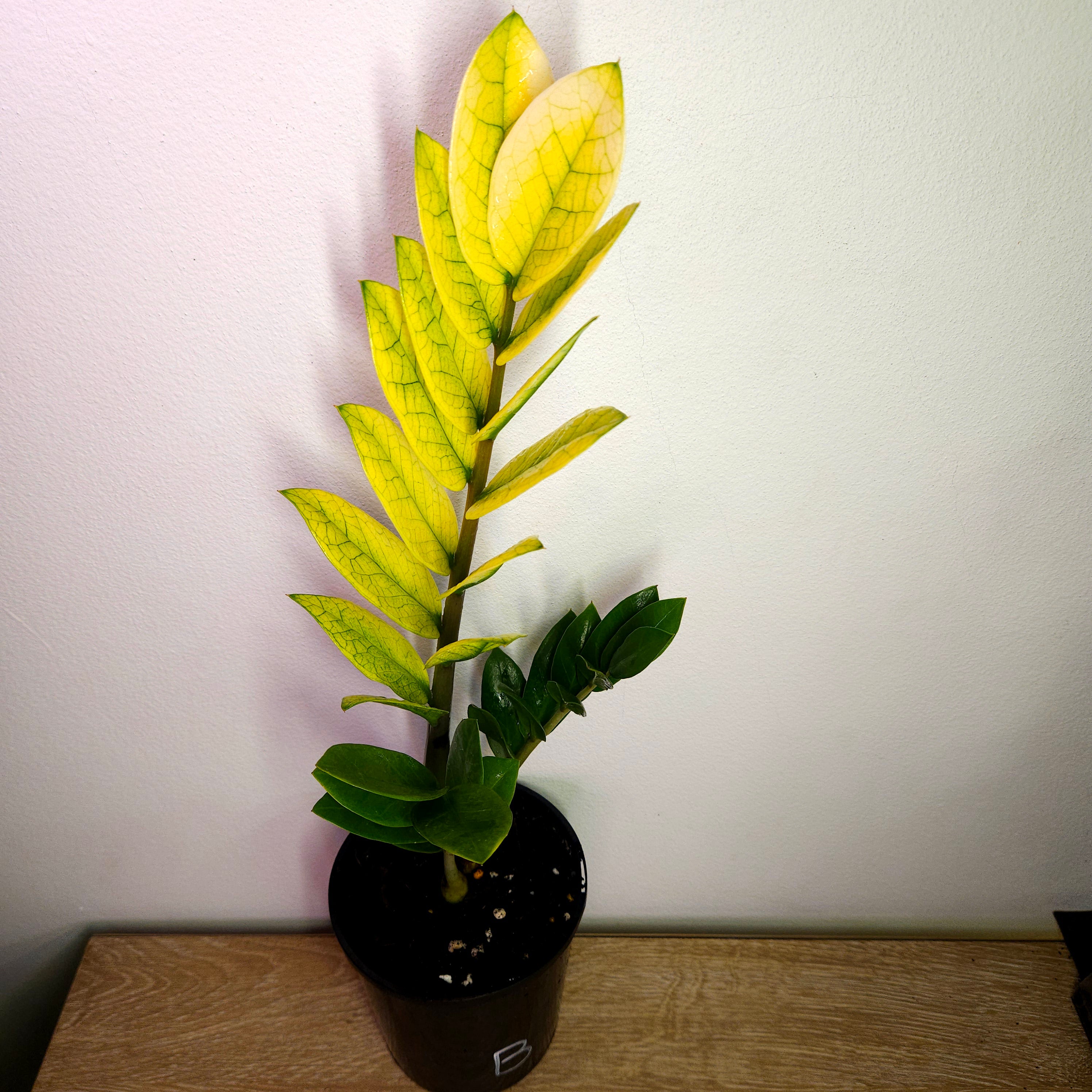 Variegated ZZ Plant ‘Akebono’ – Rare Colour-Changing Zamioculcas