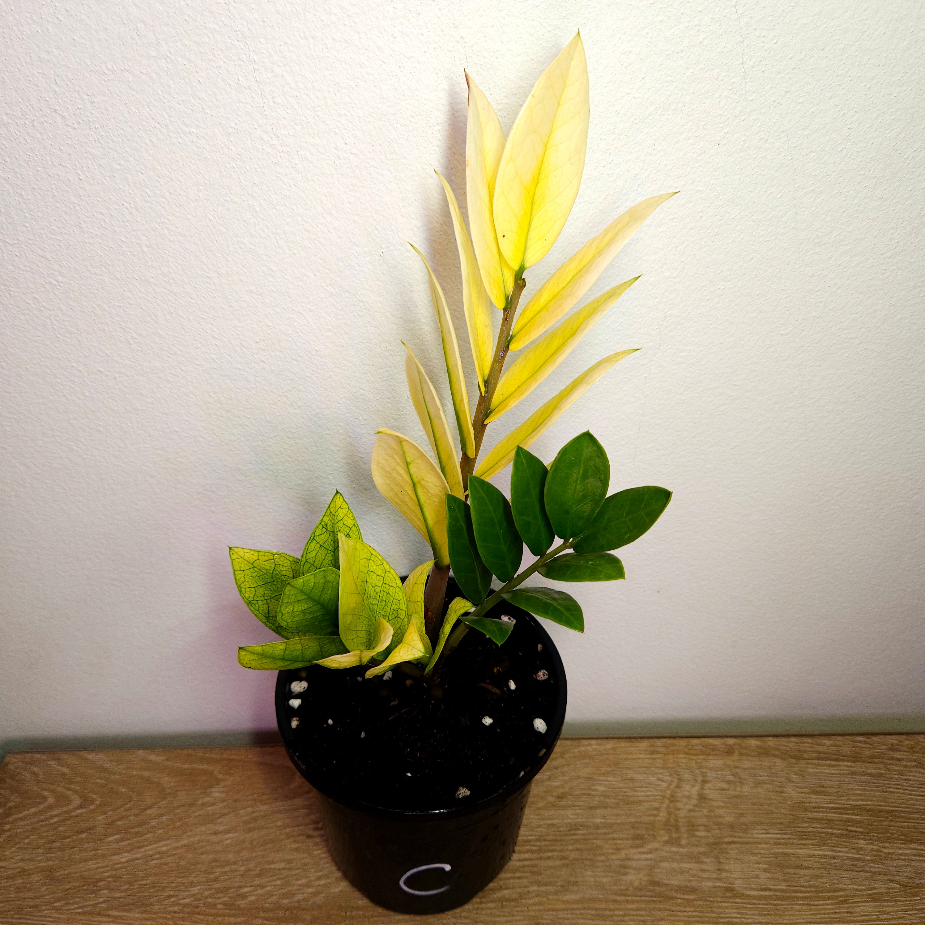 Variegated ZZ Plant ‘Akebono’ – Rare Colour-Changing Zamioculcas