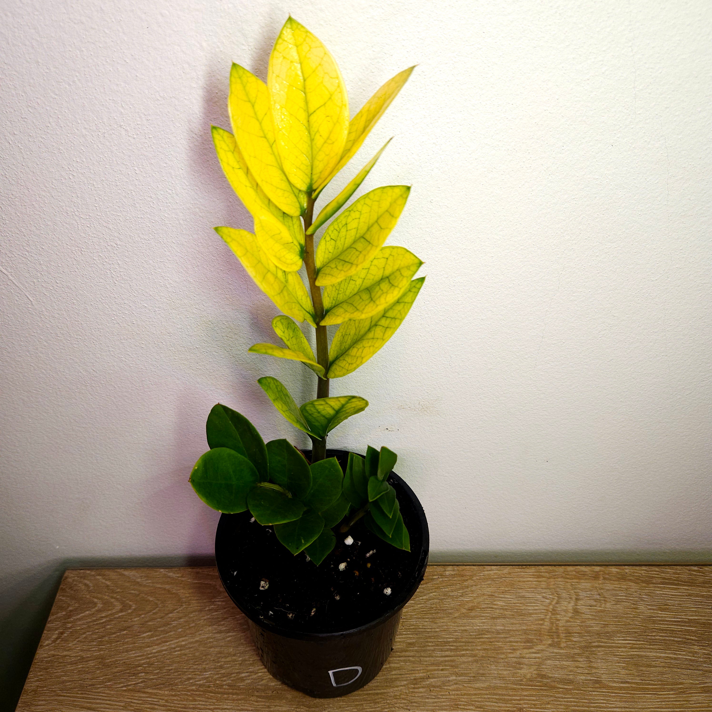 Variegated ZZ Plant ‘Akebono’ – Rare Colour-Changing Zamioculcas