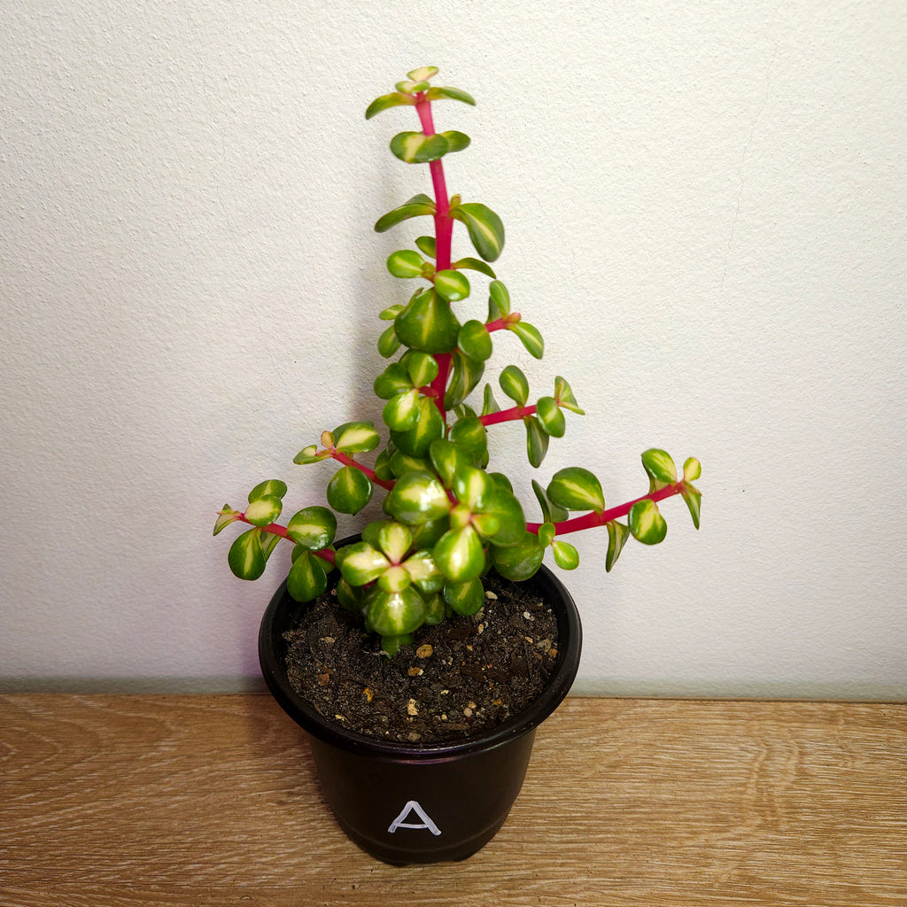 Afra 'Reverse Variegation'