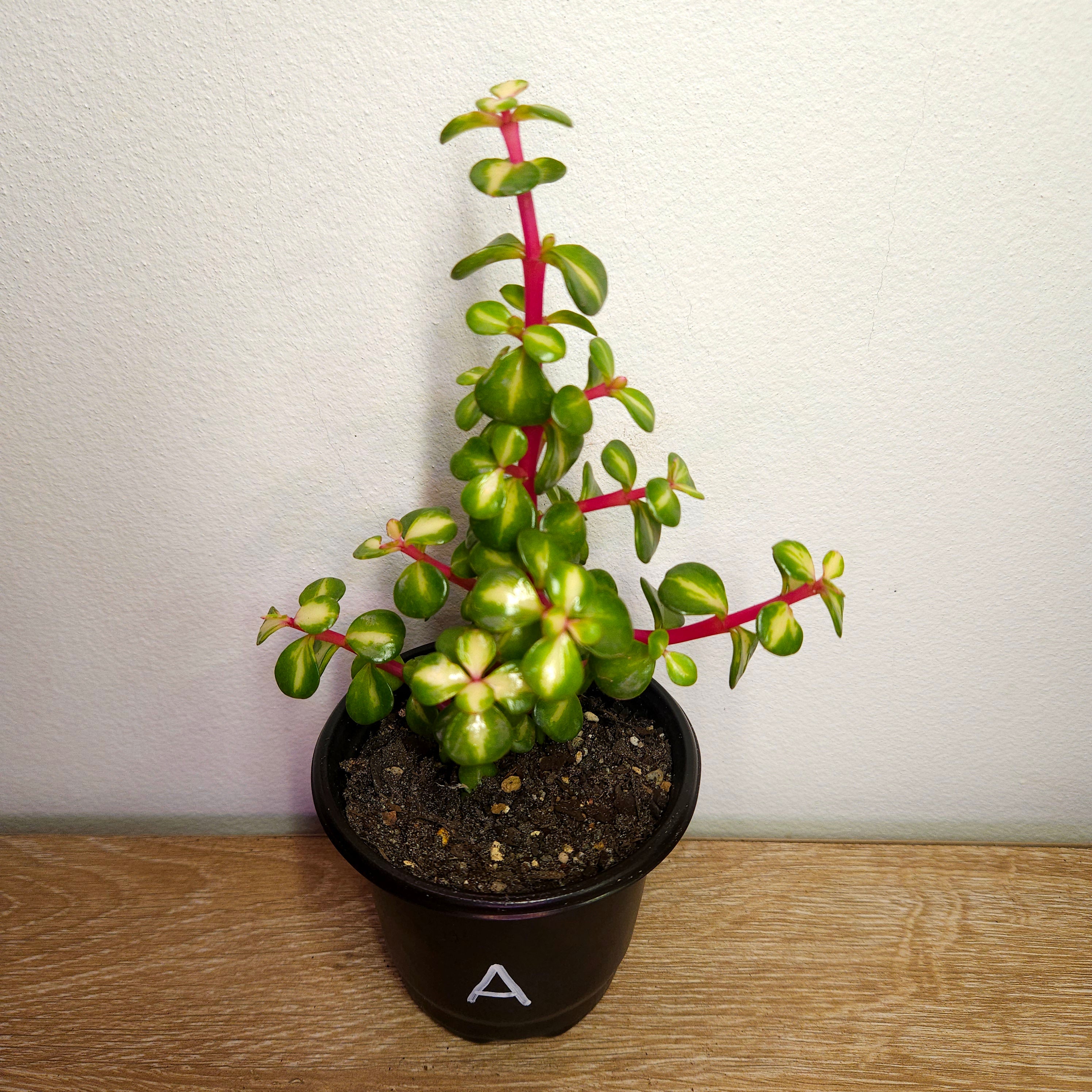 Afra 'Reverse Variegation'