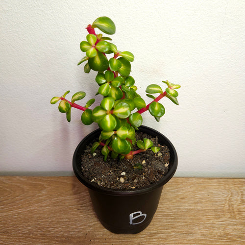 Afra 'Reverse Variegation'