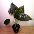 Alocasia ‘Regal Shield’ | Bold Statement Elephant Ear