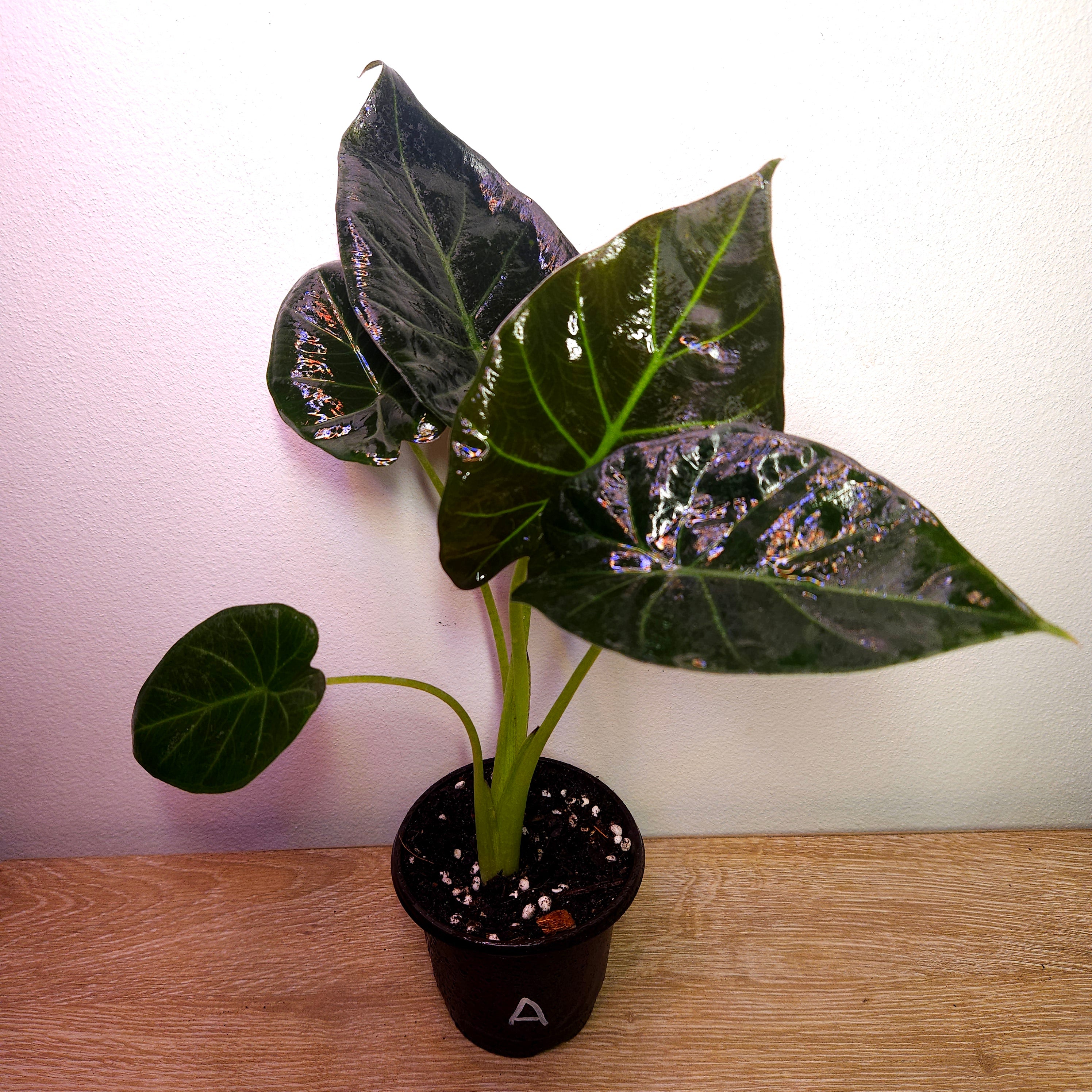 Alocasia ‘Regal Shield’ | Bold Statement Elephant Ear