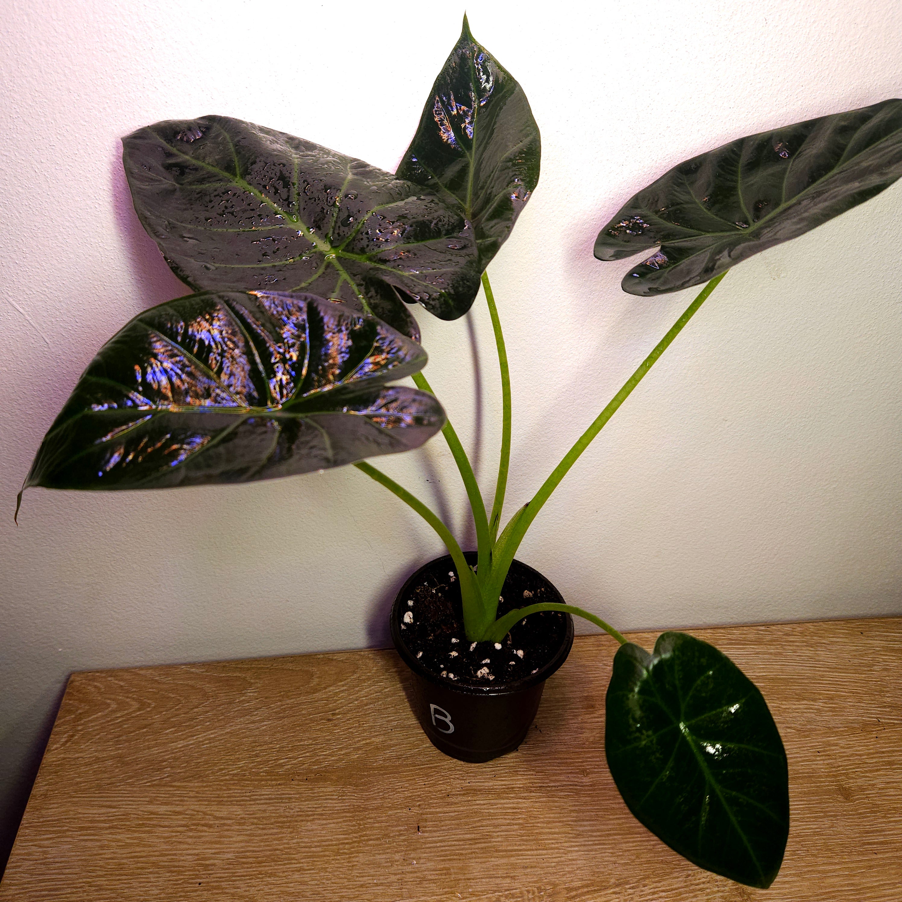 Alocasia ‘Regal Shield’ | Bold Statement Elephant Ear