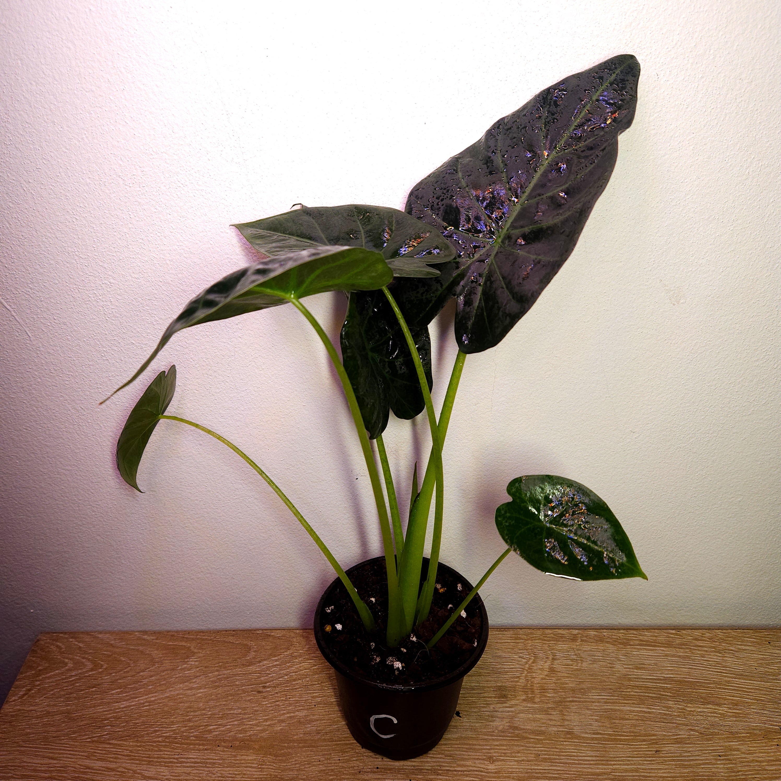 Alocasia ‘Regal Shield’ | Bold Statement Elephant Ear