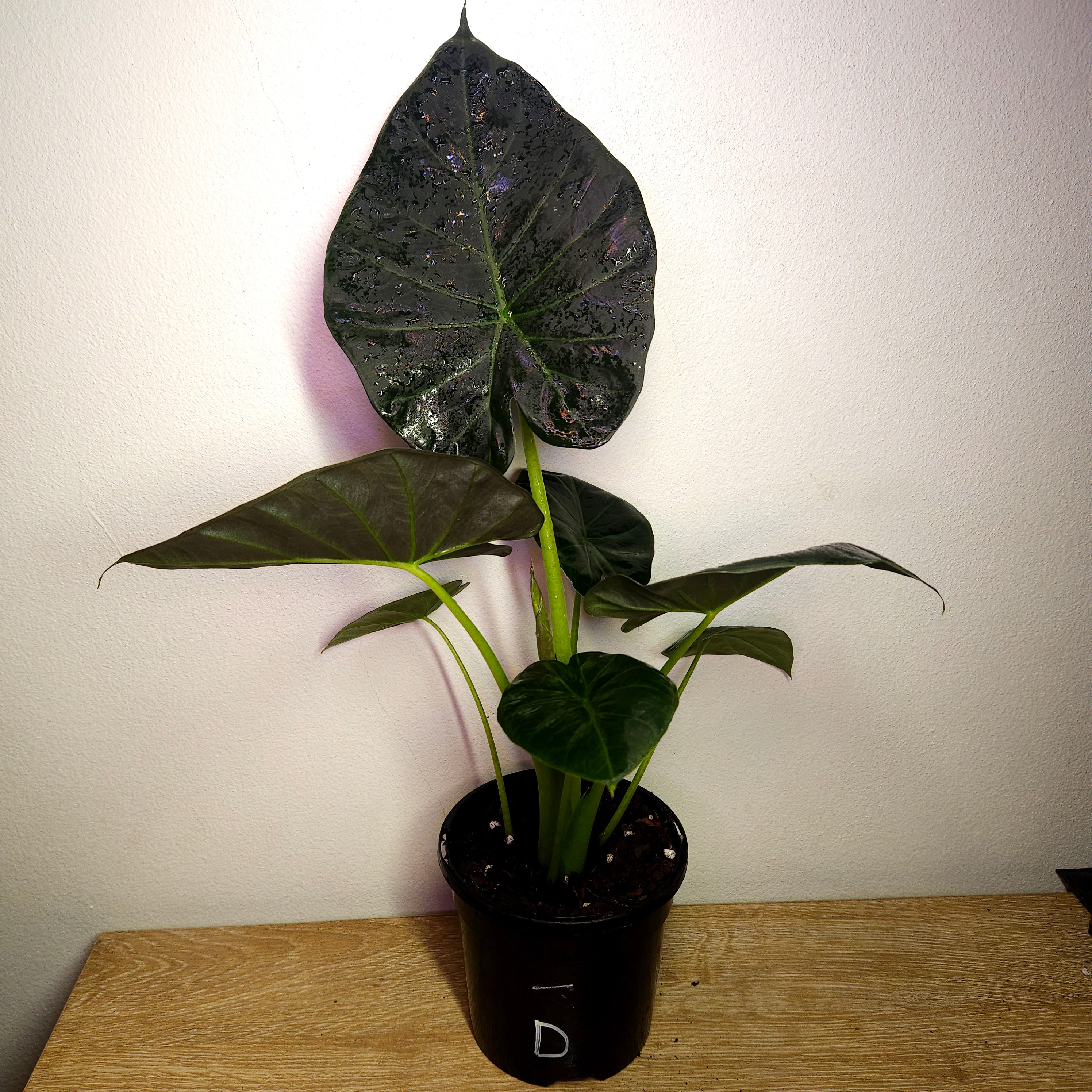 Alocasia ‘Regal Shield’ | Bold Statement Elephant Ear