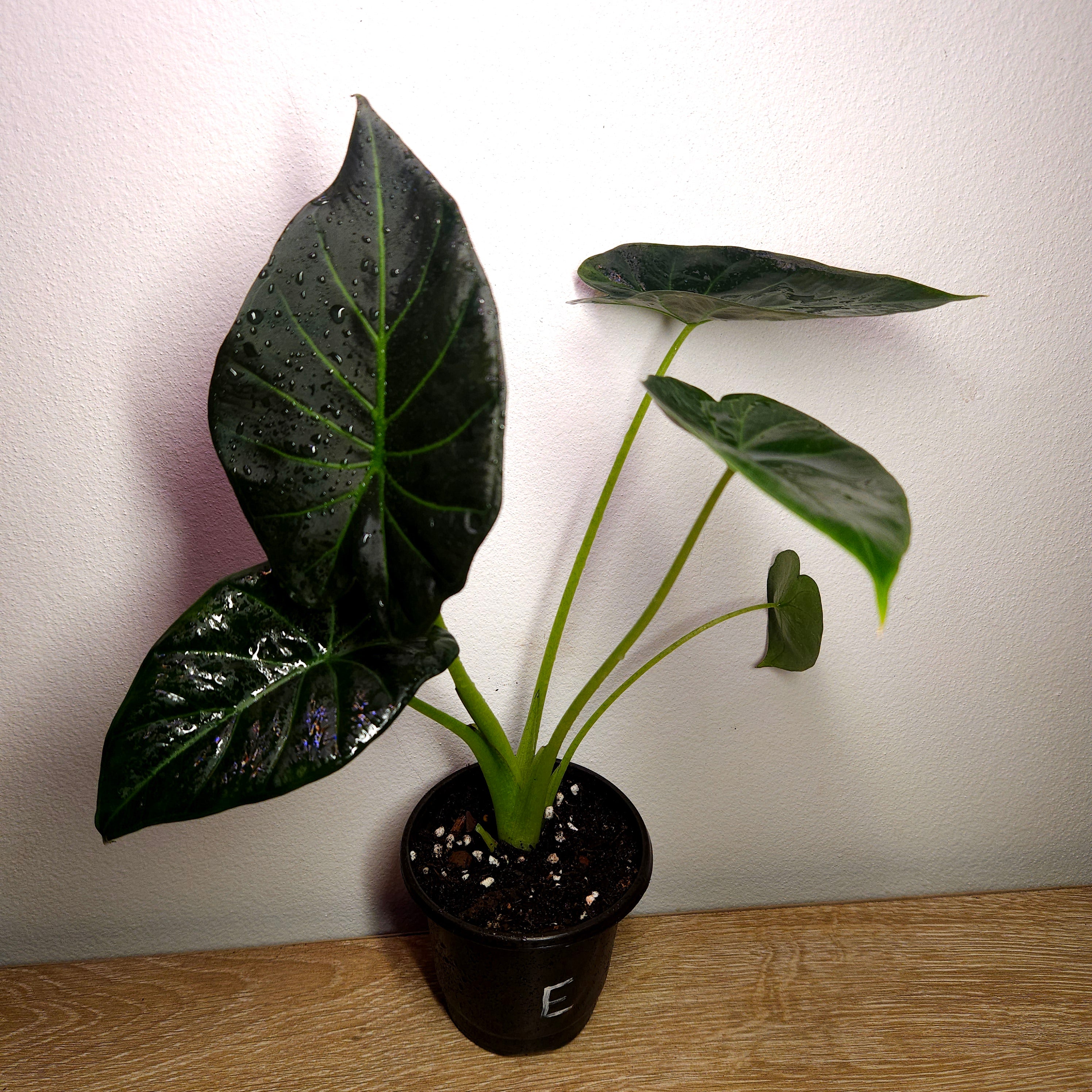 Alocasia ‘Regal Shield’ | Bold Statement Elephant Ear