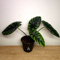 Alocasia Sinuata – Quilted Glossy Elephant Ear