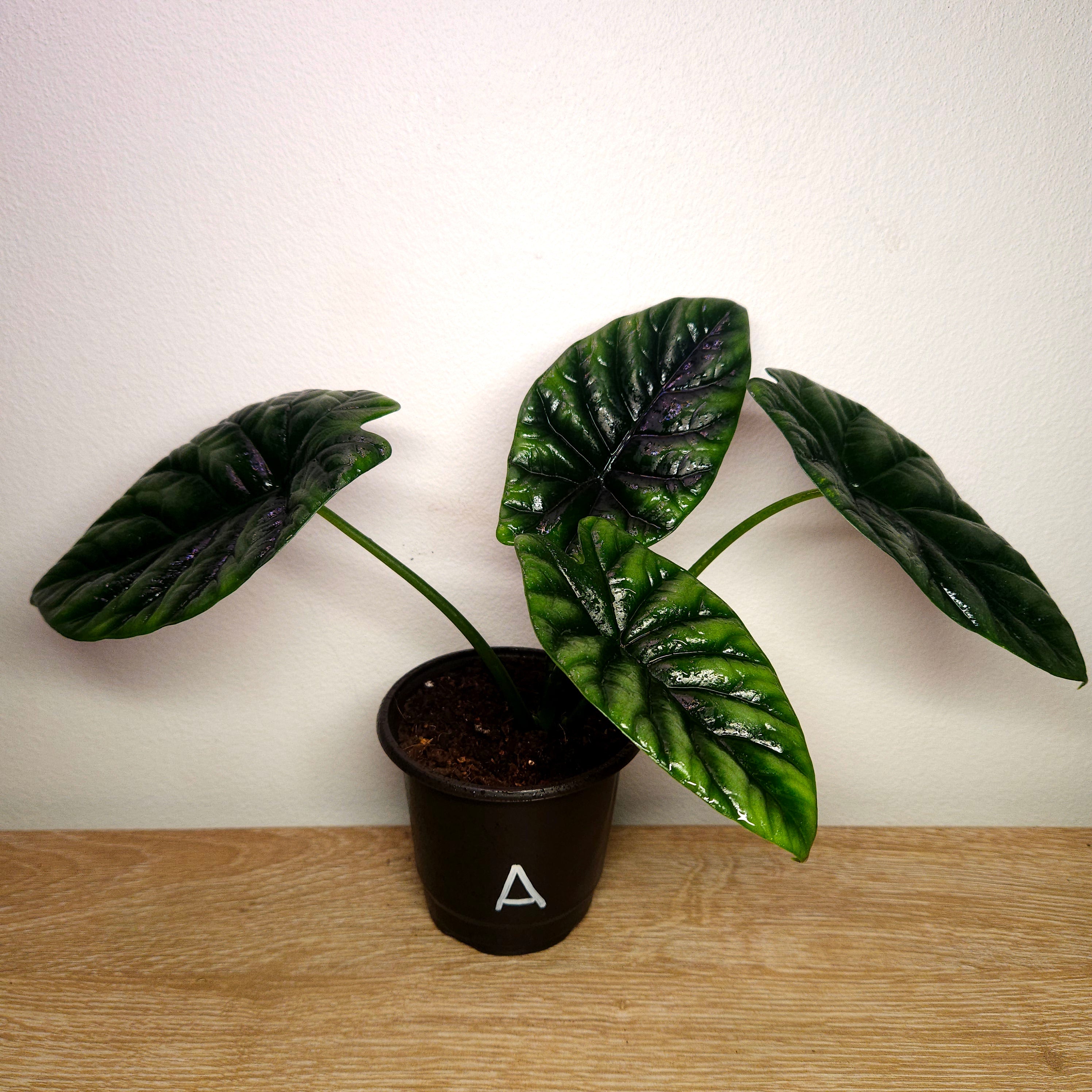 Alocasia Sinuata – Quilted Glossy Elephant Ear