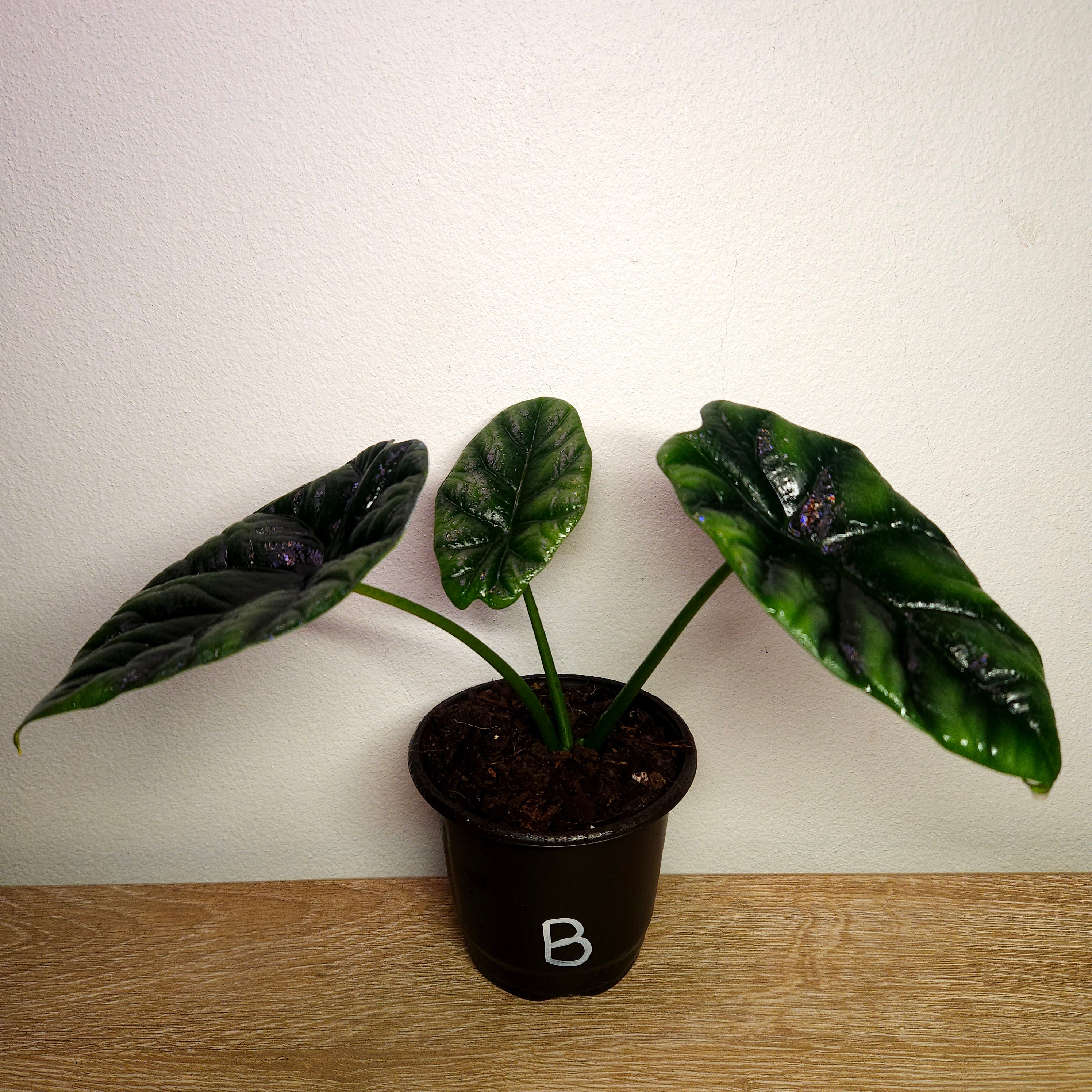 Alocasia Sinuata – Quilted Glossy Elephant Ear