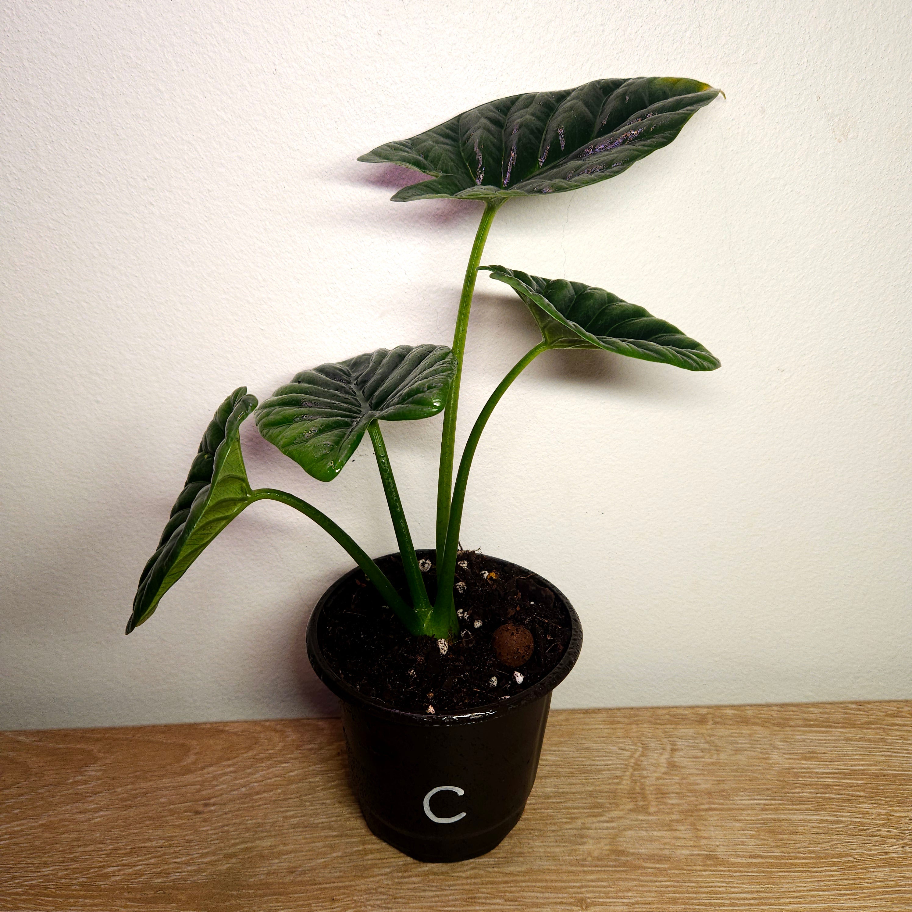 Alocasia Sinuata – Quilted Glossy Elephant Ear