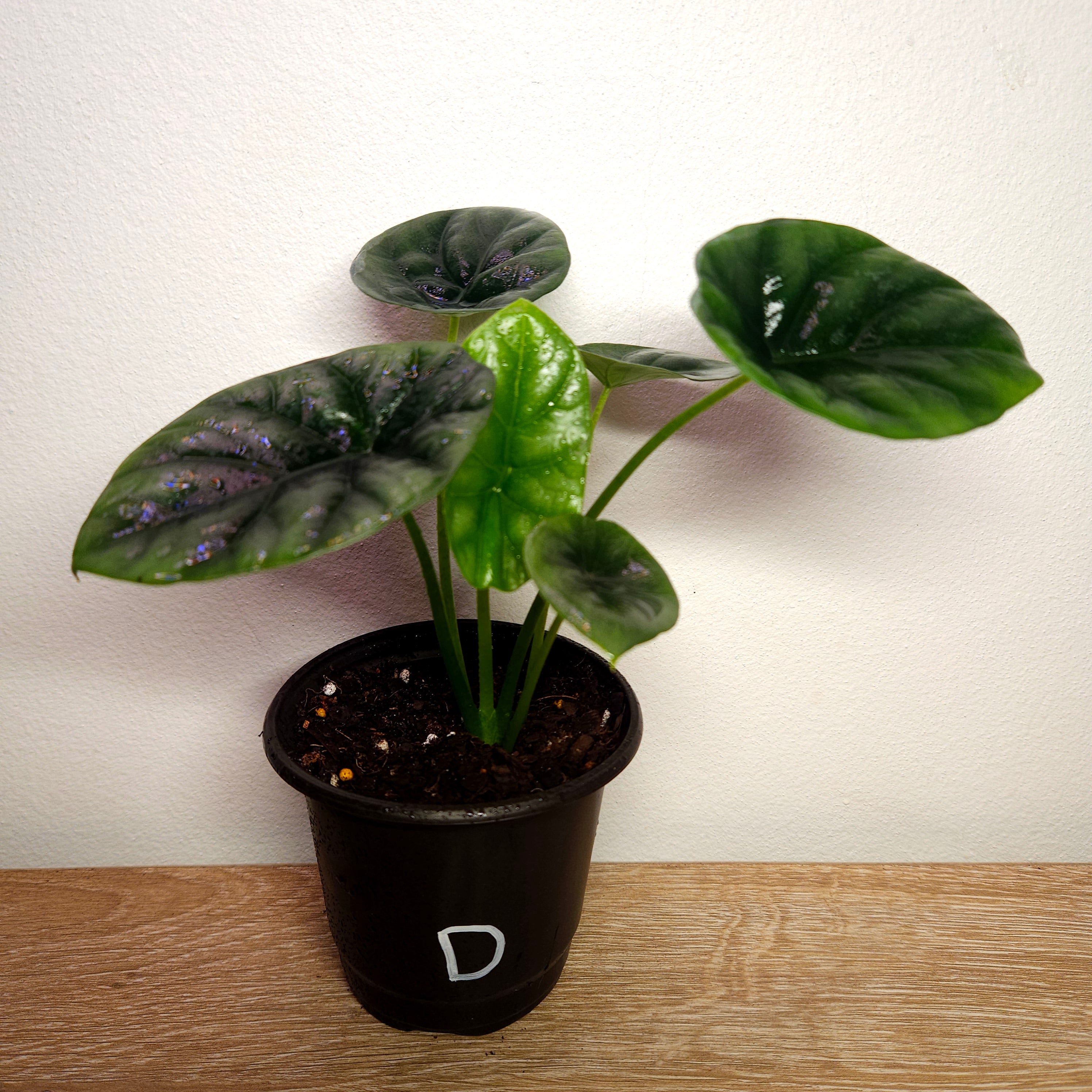 Alocasia Sinuata – Quilted Glossy Elephant Ear