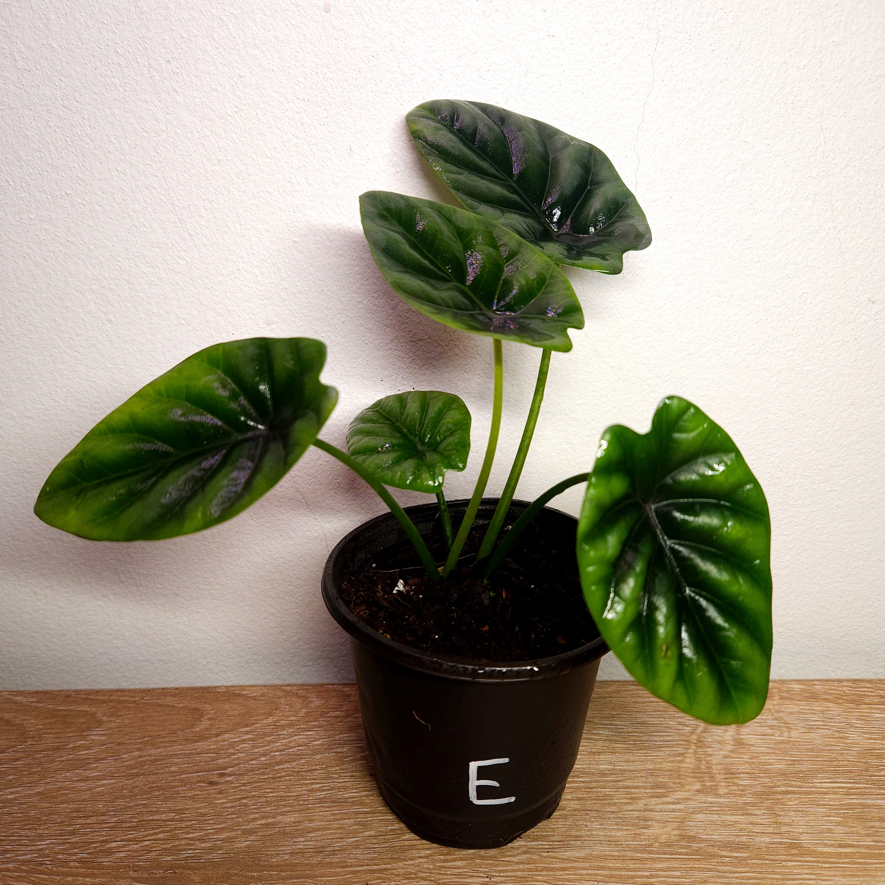 Alocasia Sinuata – Quilted Glossy Elephant Ear