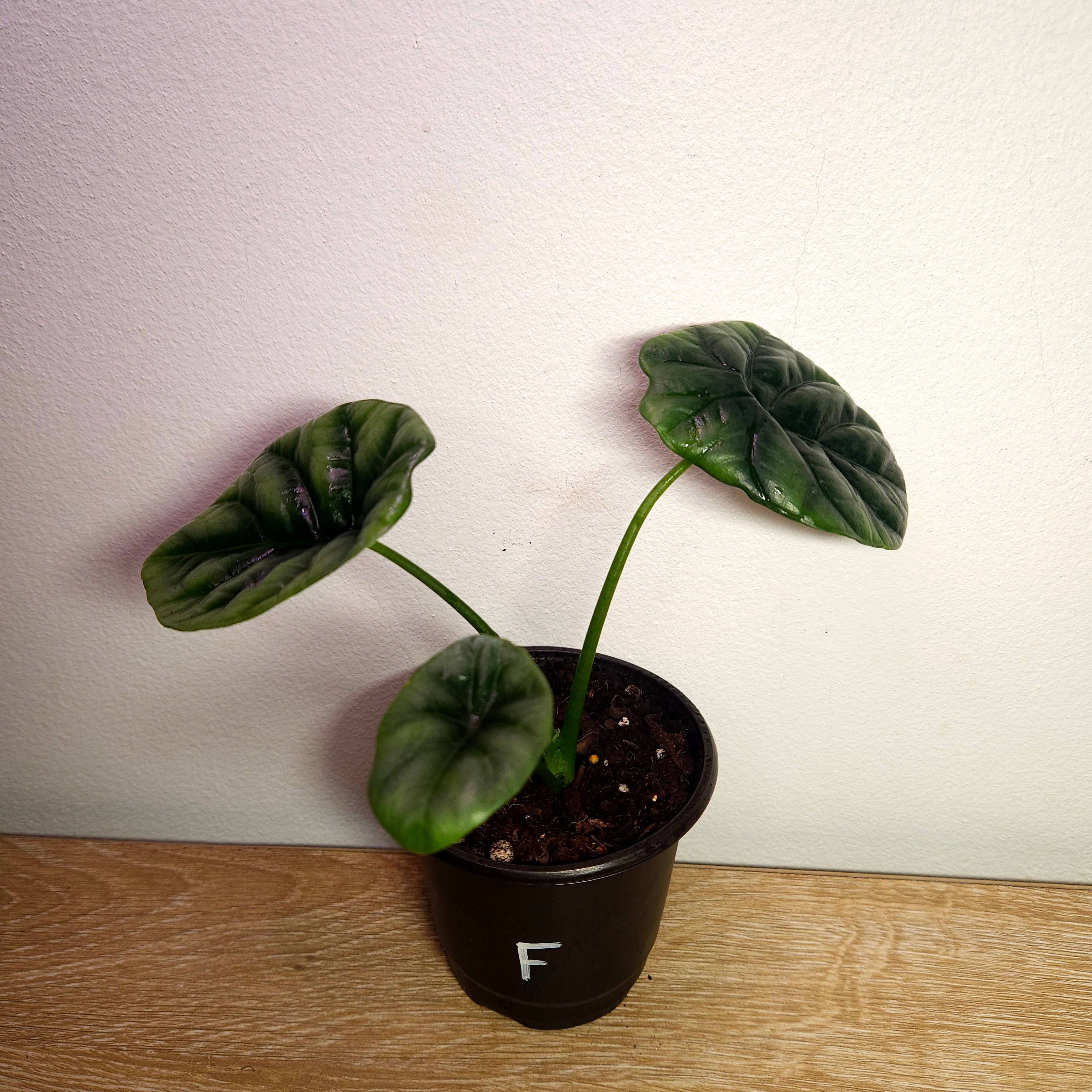 Alocasia Sinuata – Quilted Glossy Elephant Ear