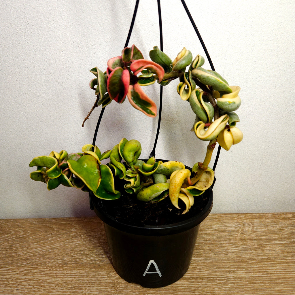 Hoya compacta ‘Indian Rope’ Variegated – Rare Curly Wax Plant