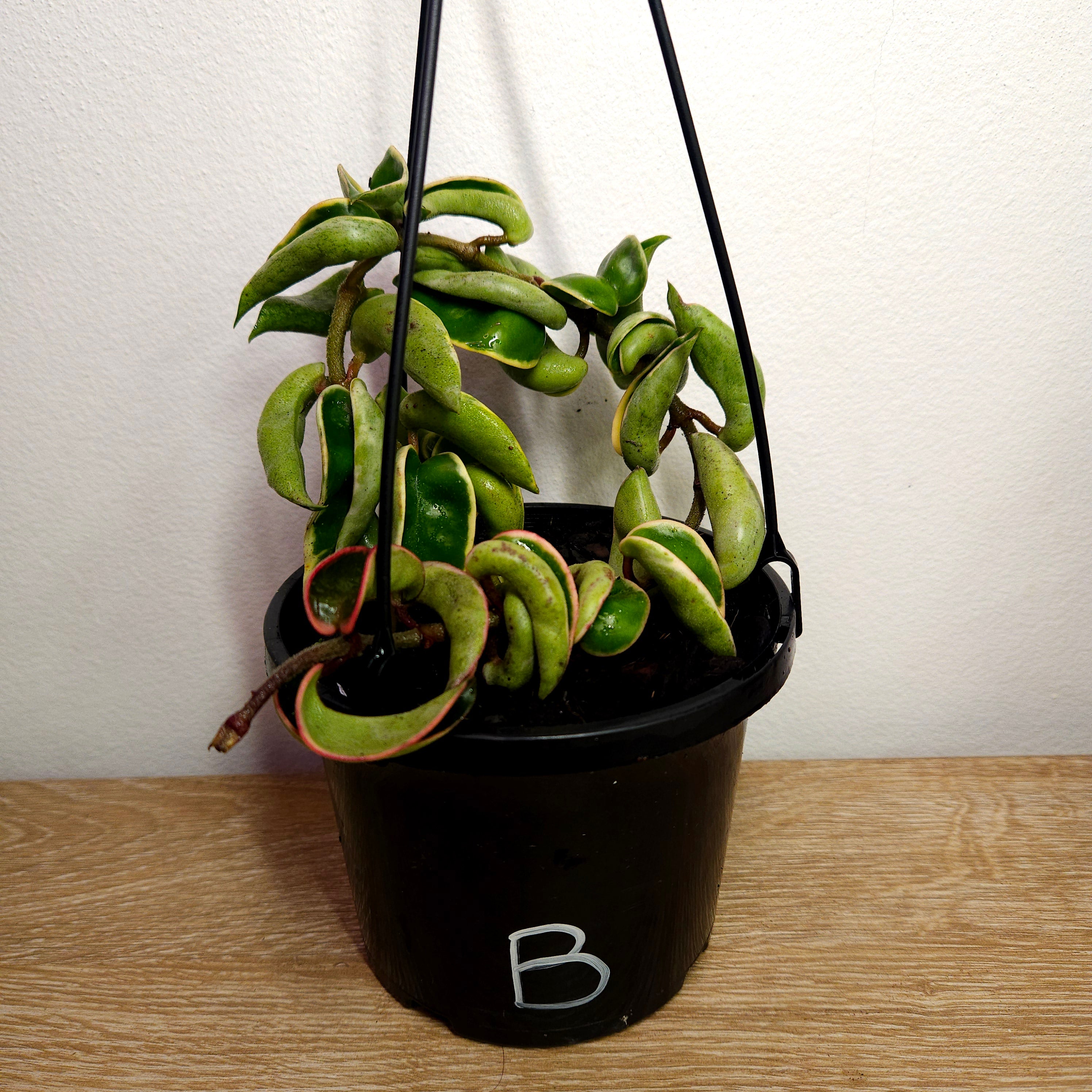Hoya compacta ‘Indian Rope’ Variegated – Rare Curly Wax Plant