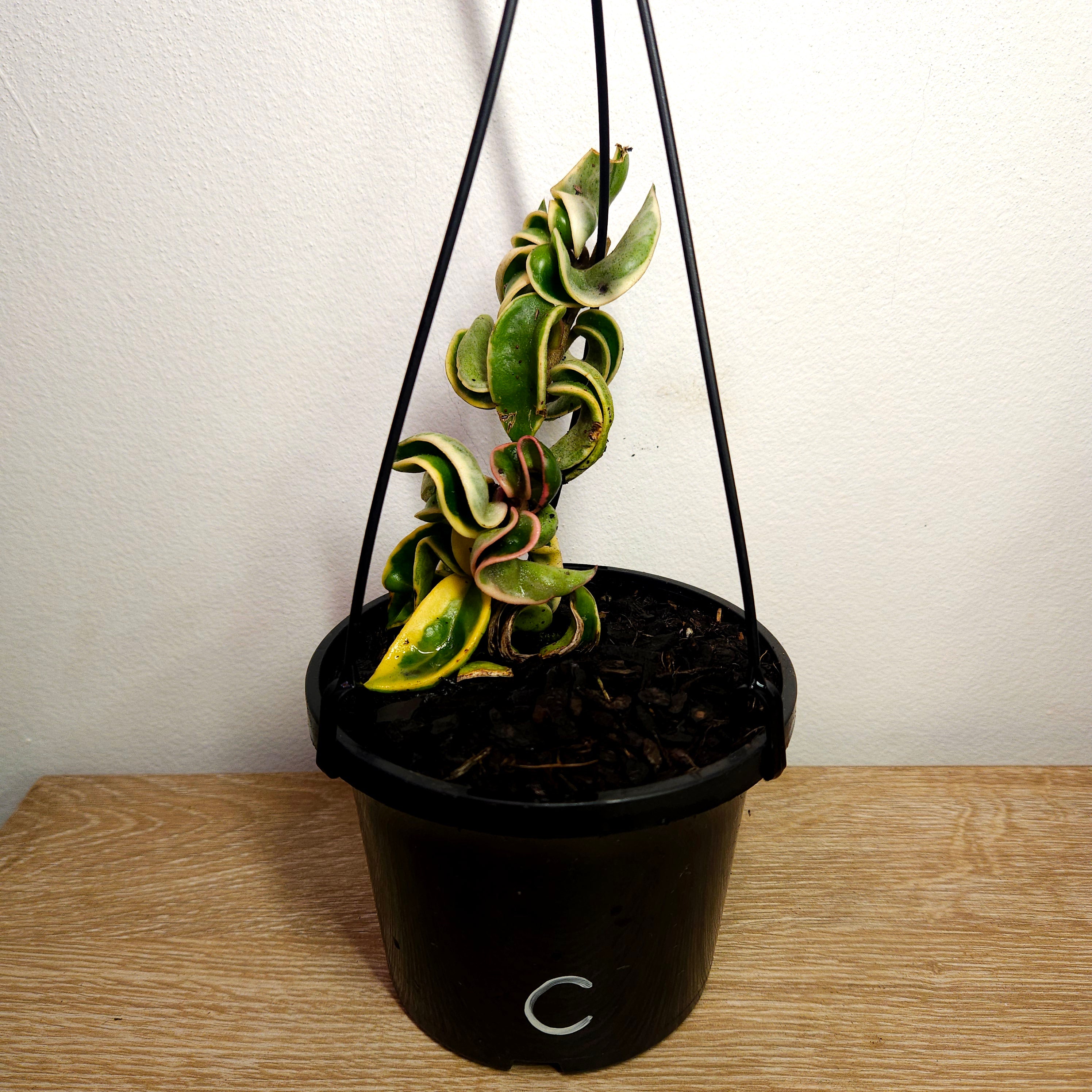 Hoya compacta ‘Indian Rope’ Variegated – Rare Curly Wax Plant