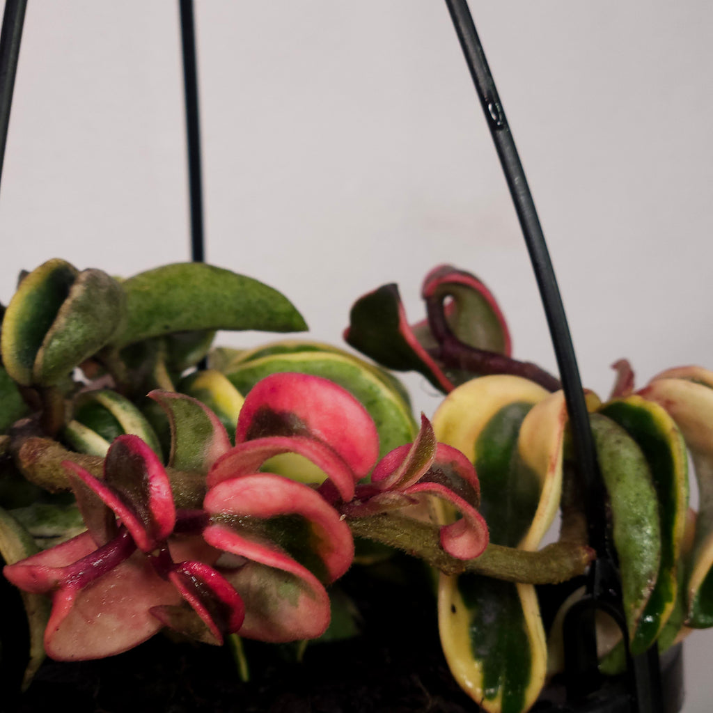 Hoya compacta ‘Indian Rope’ Variegated – Rare Curly Wax Plant