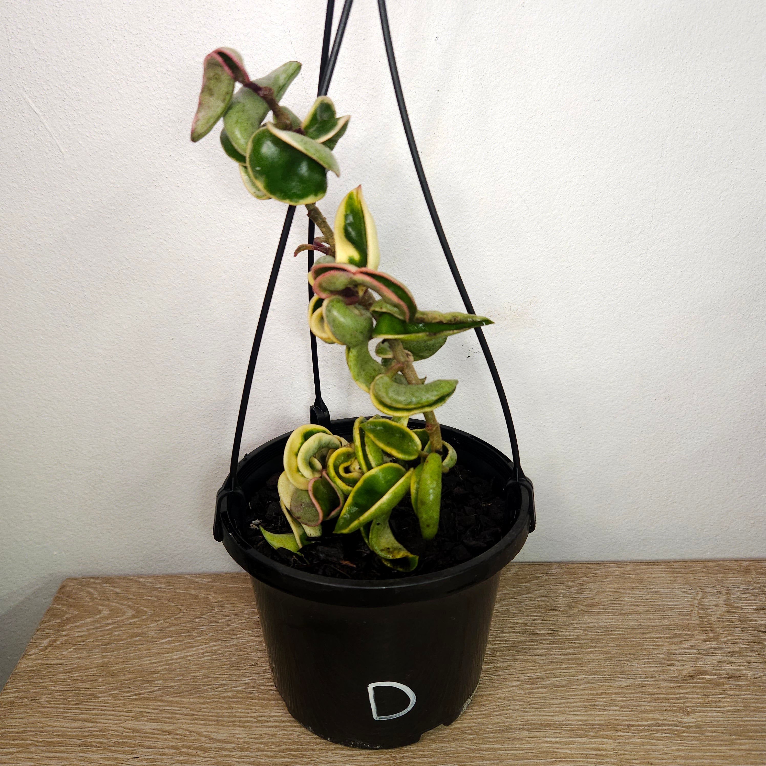 Hoya compacta ‘Indian Rope’ Variegated – Rare Curly Wax Plant
