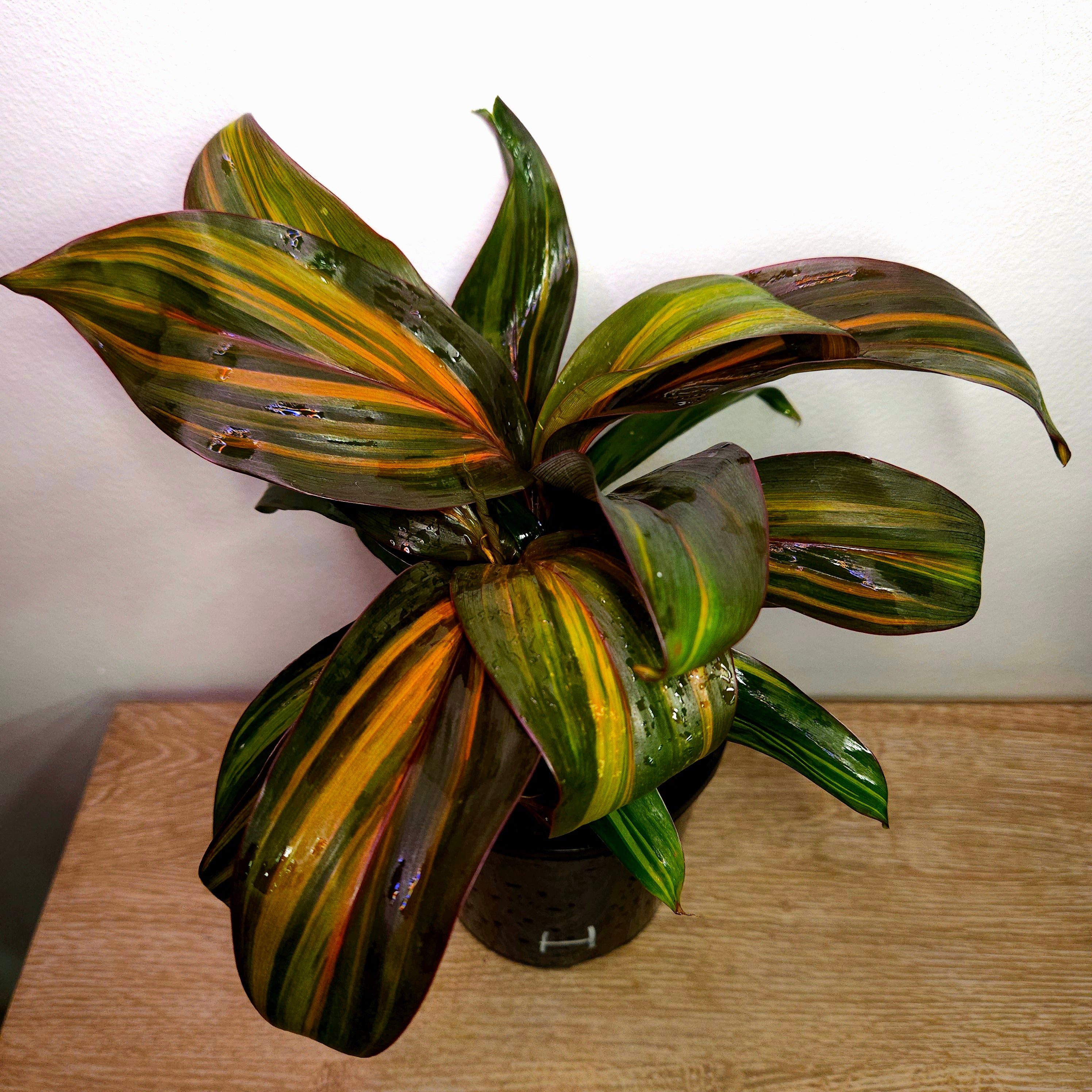 Cordyline fruticosa ‘Rainbow Red’ – Colourful Tropical Foliage Plant