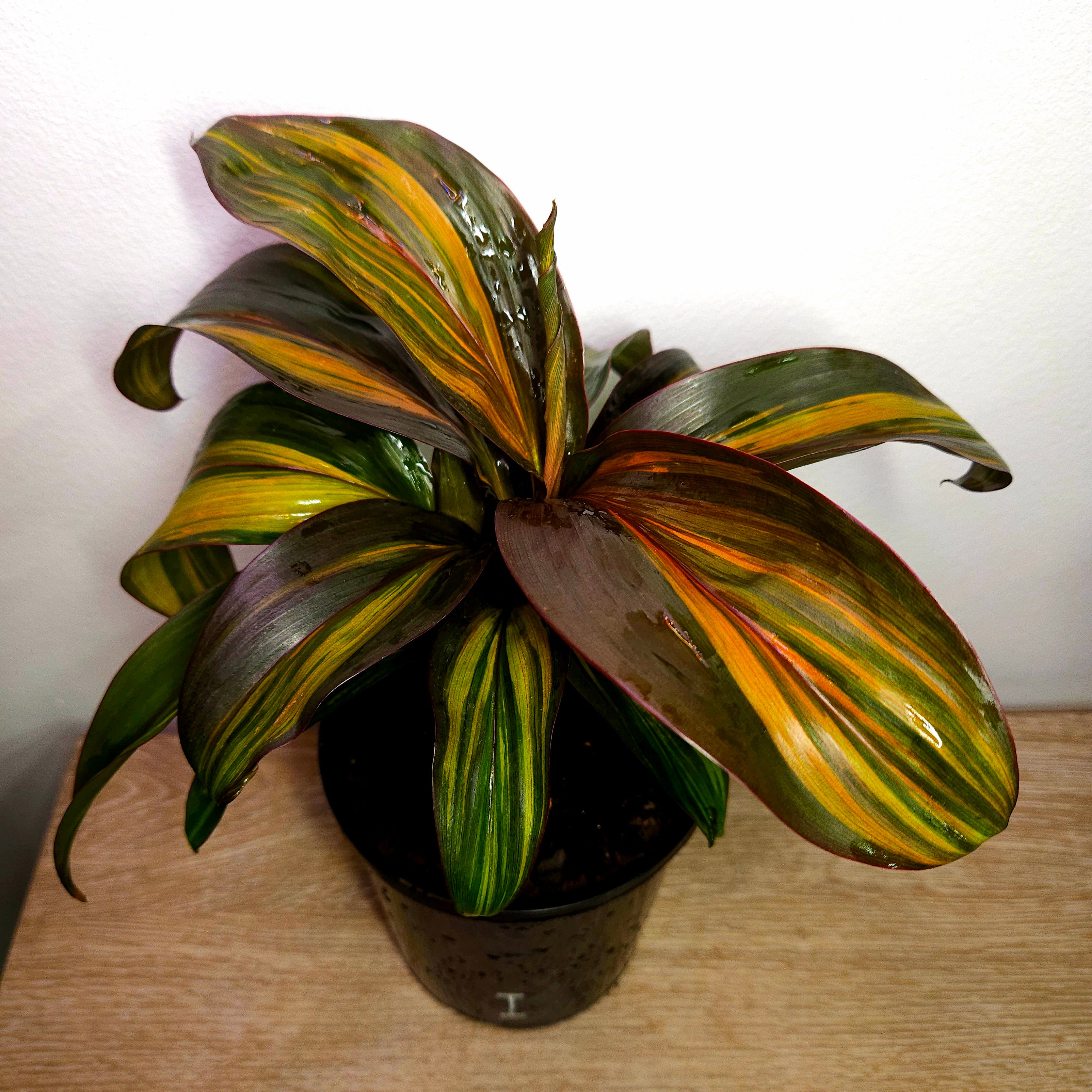Cordyline fruticosa ‘Rainbow Red’ – Colourful Tropical Foliage Plant