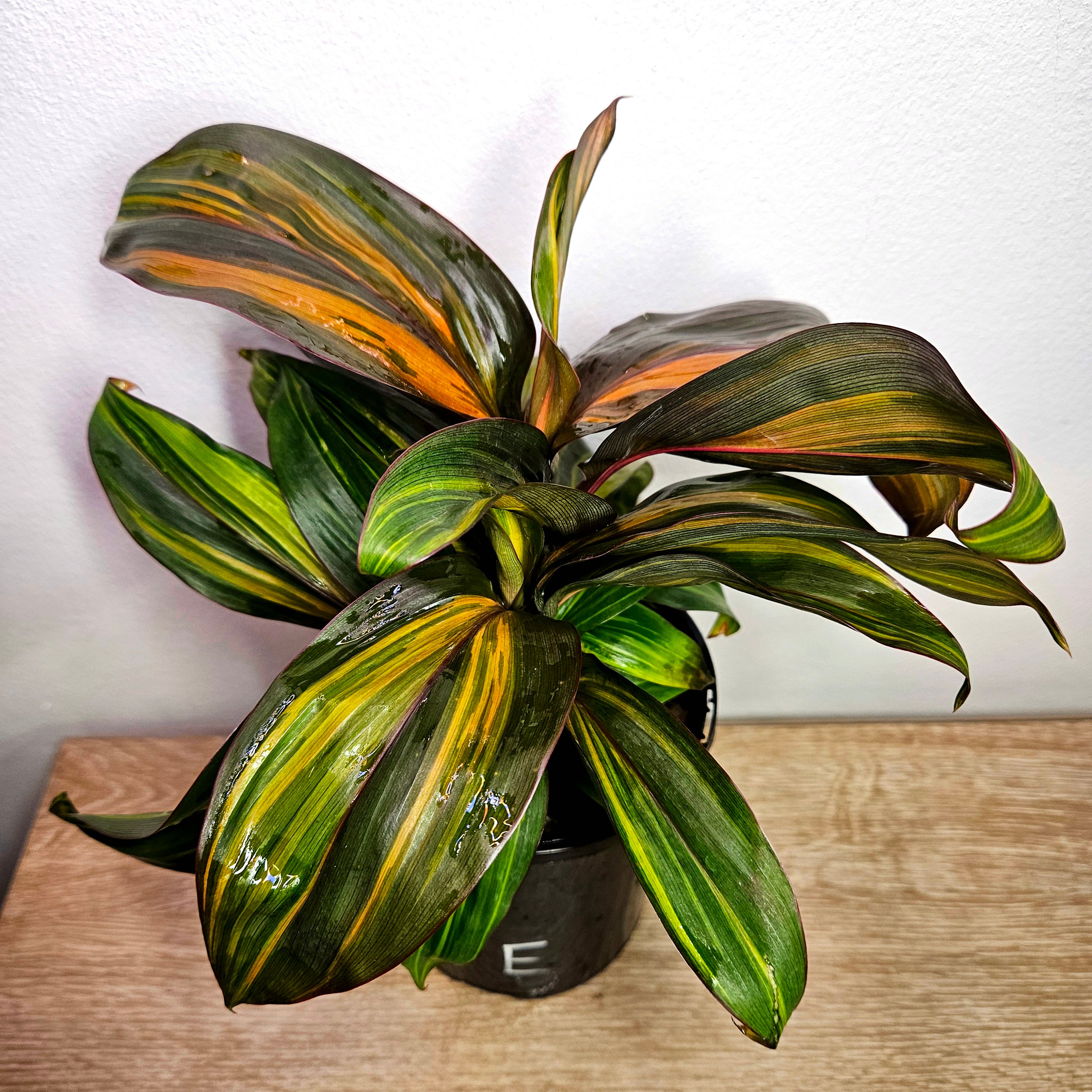 Cordyline fruticosa ‘Rainbow Red’ – Colourful Tropical Foliage Plant