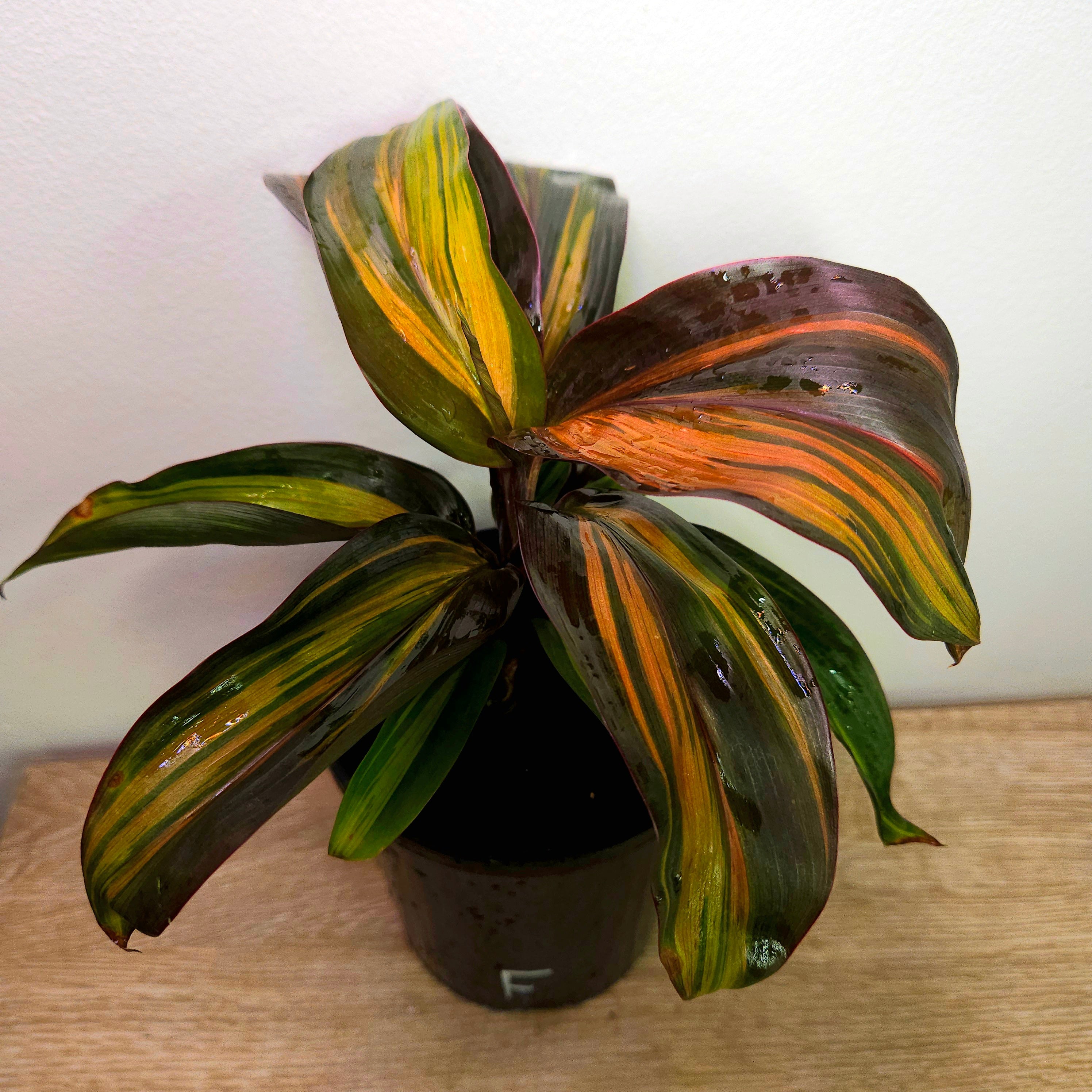 Cordyline fruticosa ‘Rainbow Red’ – Colourful Tropical Foliage Plant