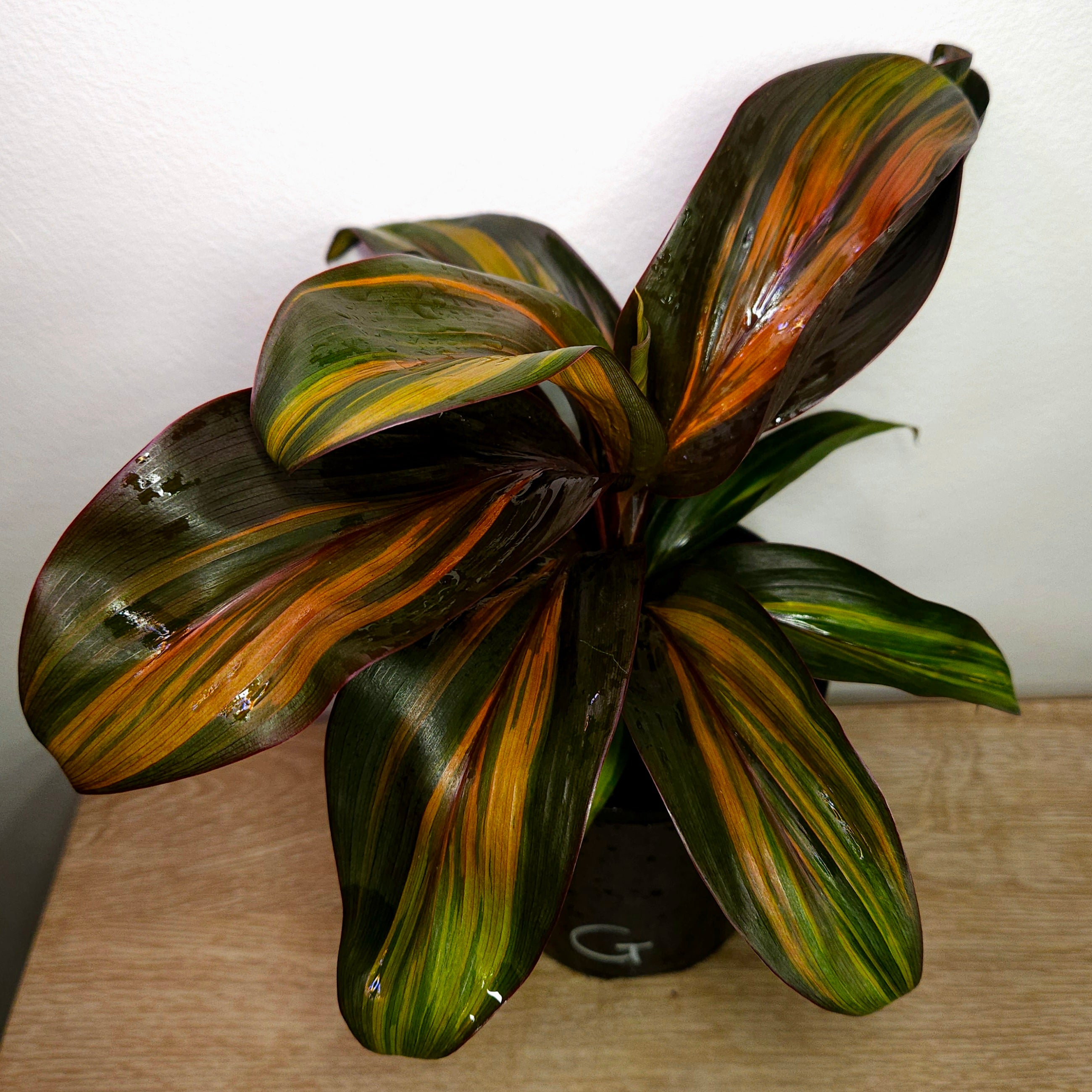 Cordyline fruticosa ‘Rainbow Red’ – Colourful Tropical Foliage Plant