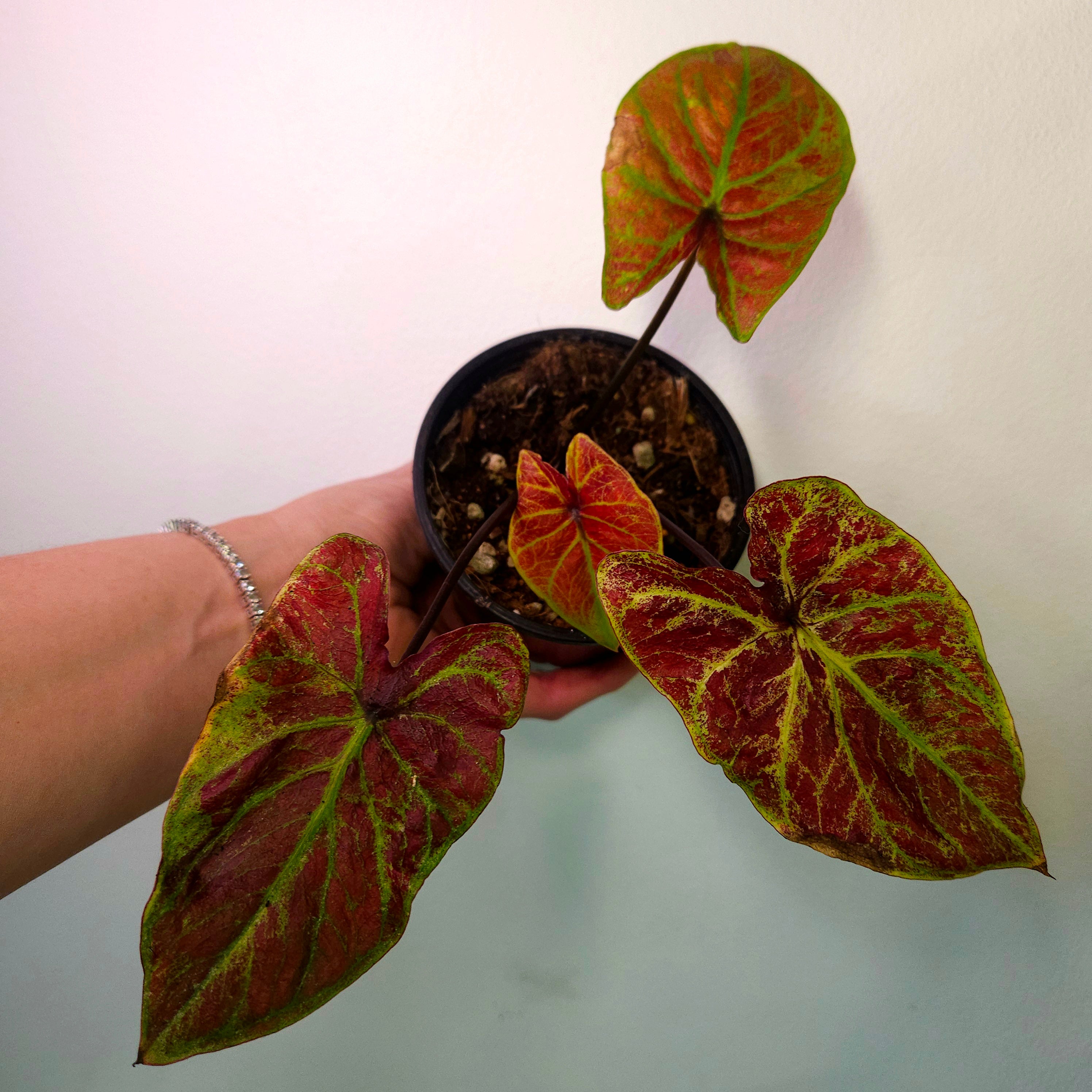 Caladium Bicolor – Red Fancy-Leaf Cultivar