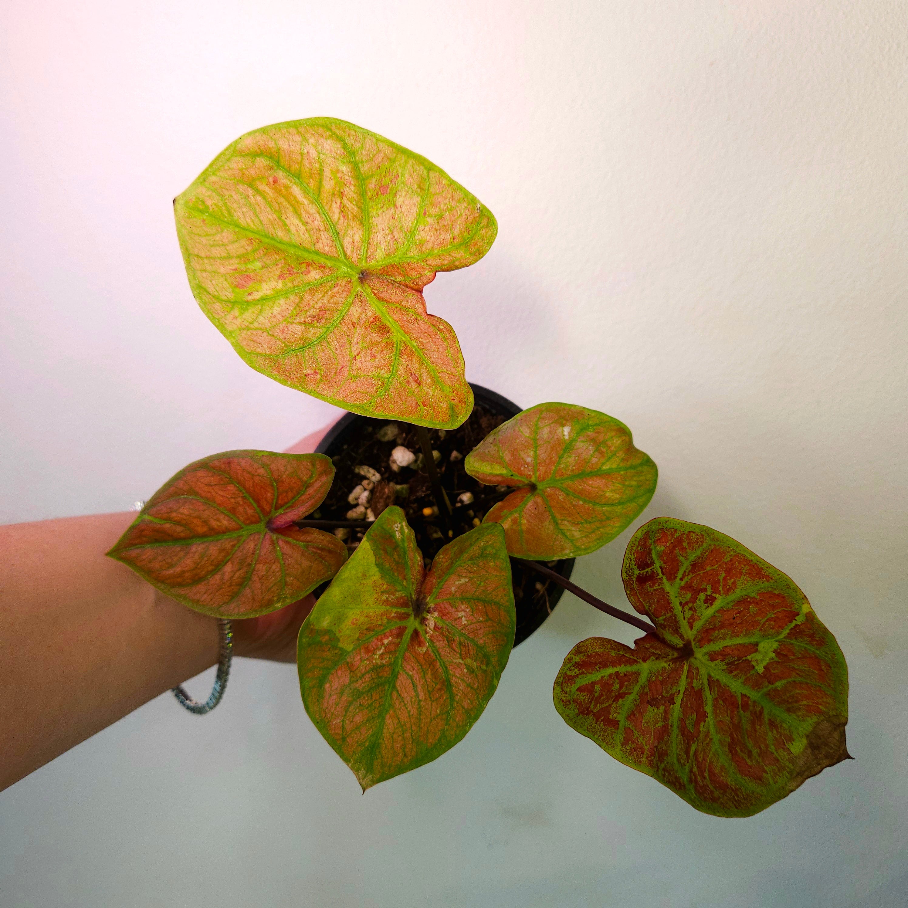 Caladium Bicolor – Red Fancy-Leaf Cultivar