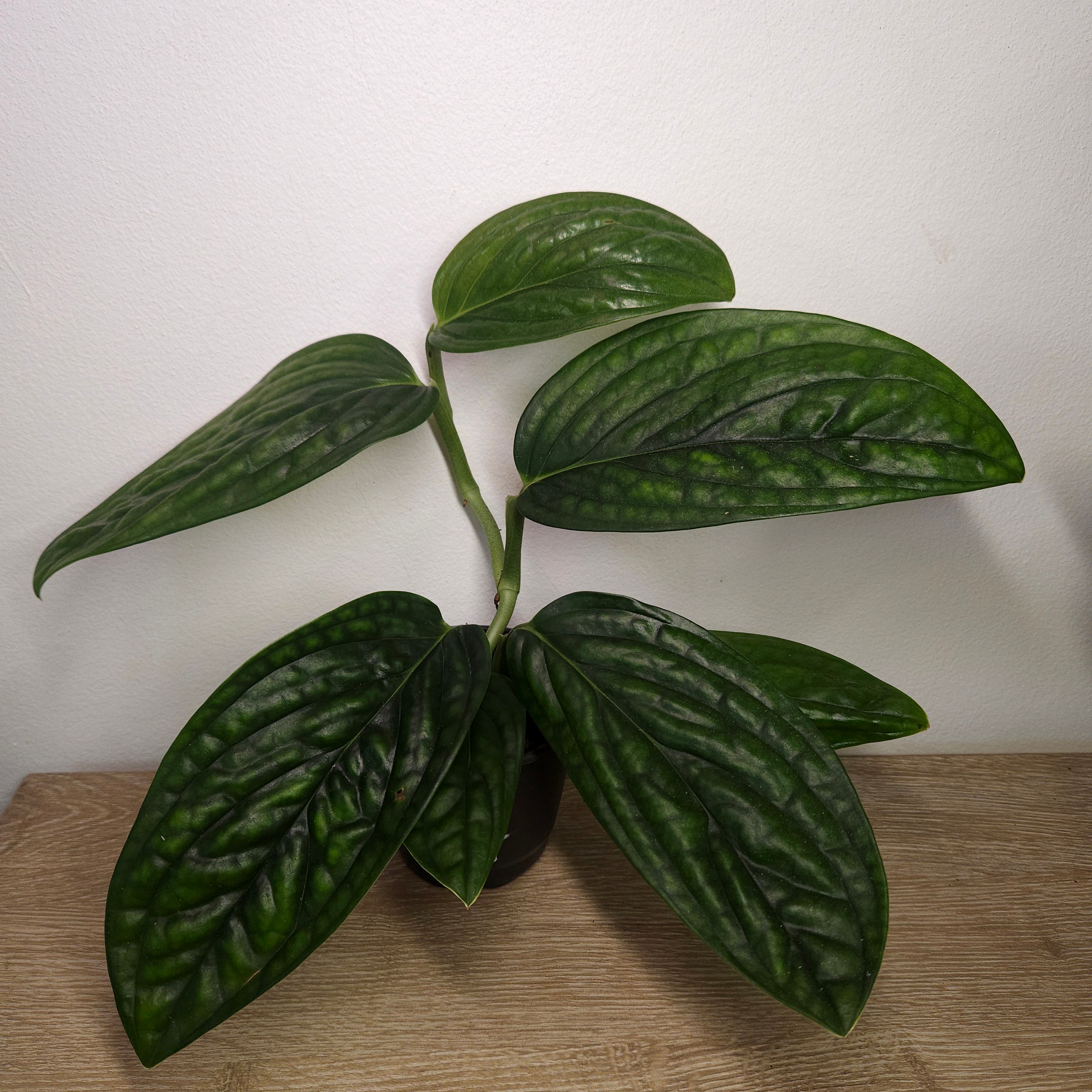 Monstera Peru | Textured Leaf Climbing Aroid