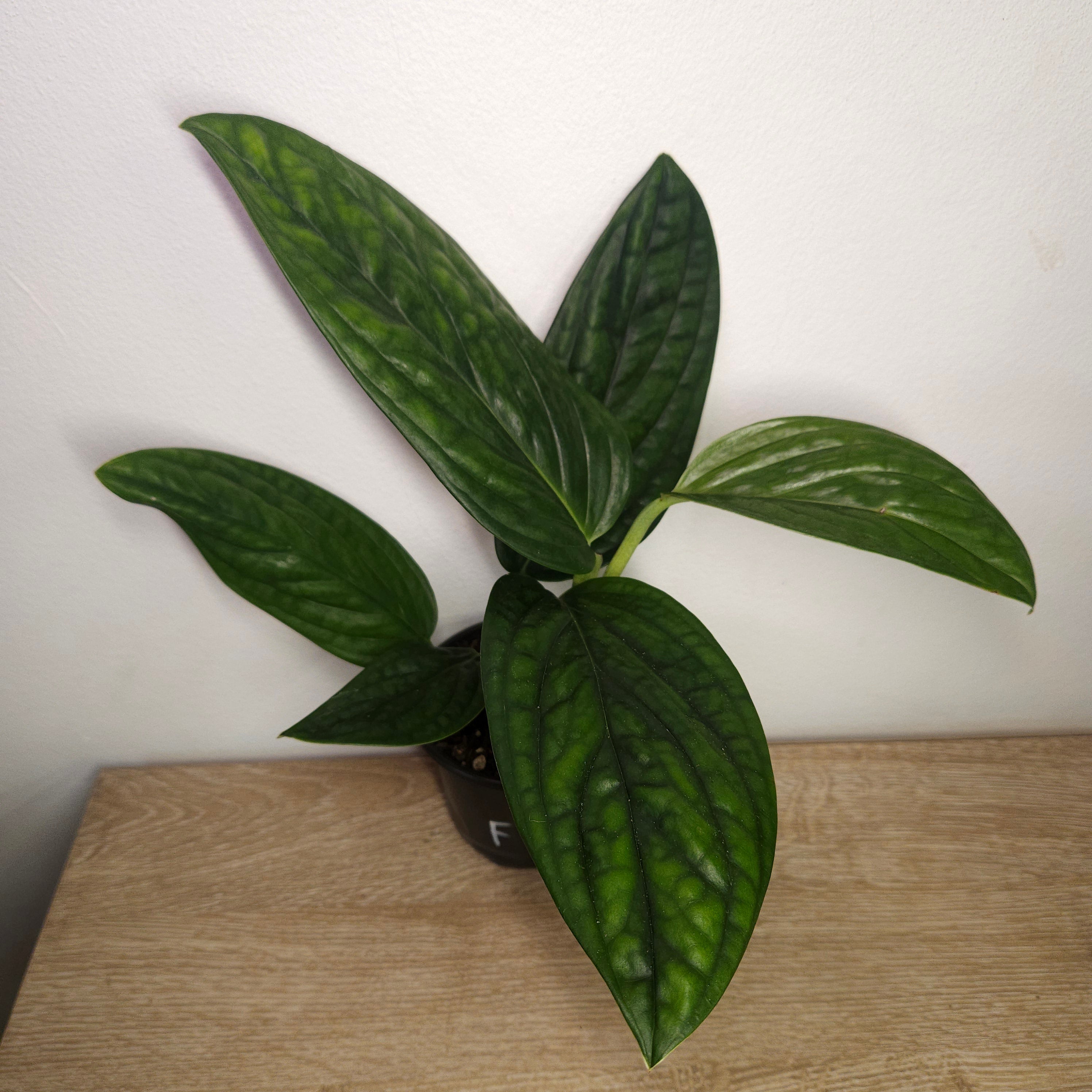 Monstera Peru | Textured Leaf Climbing Aroid