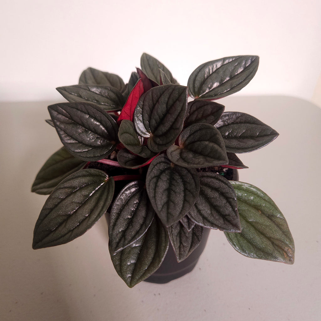 Peperomia ‘Napoli Nights’ | Rare Silver Ripple Foliage