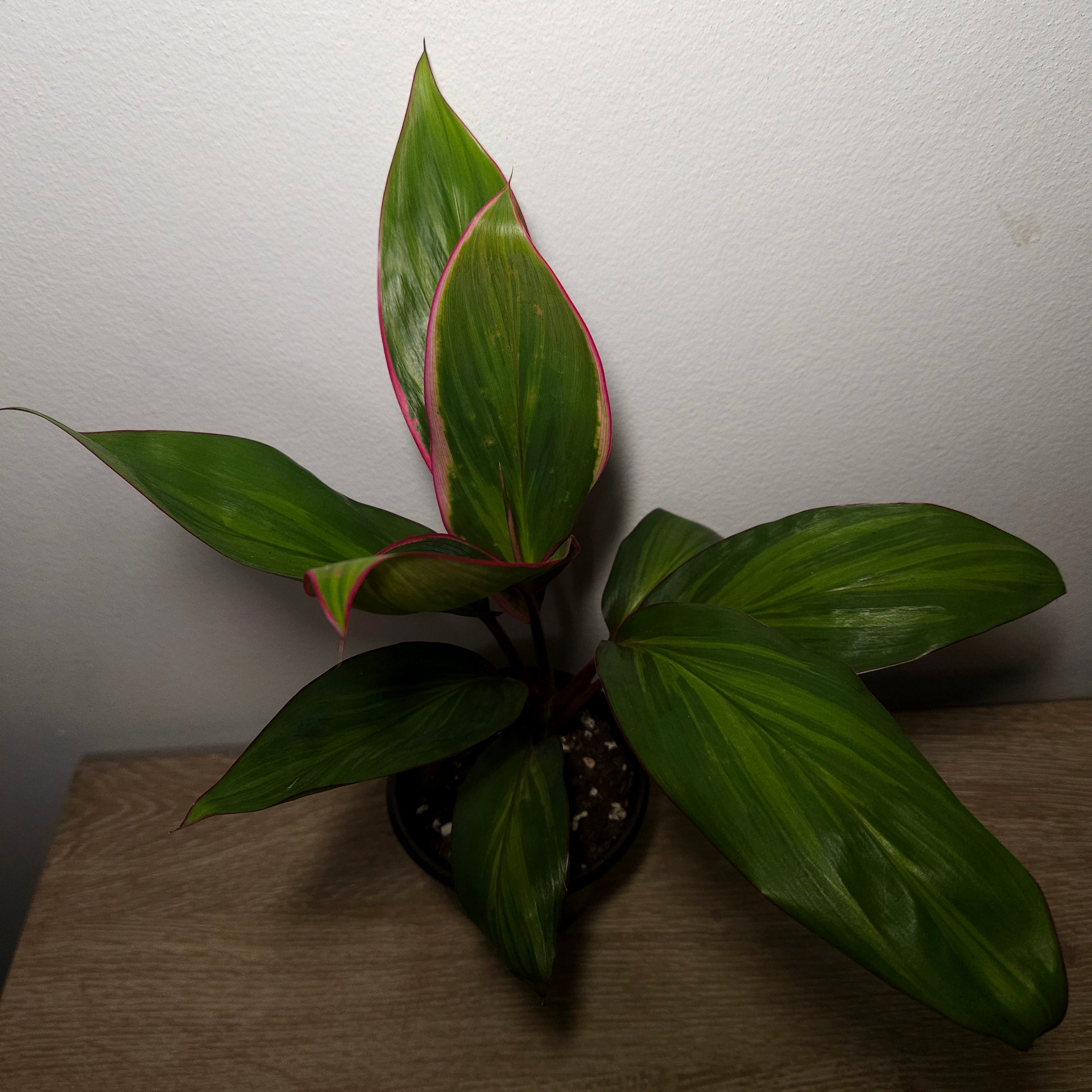 Cordyline Pink Mirage - BRAND NEW