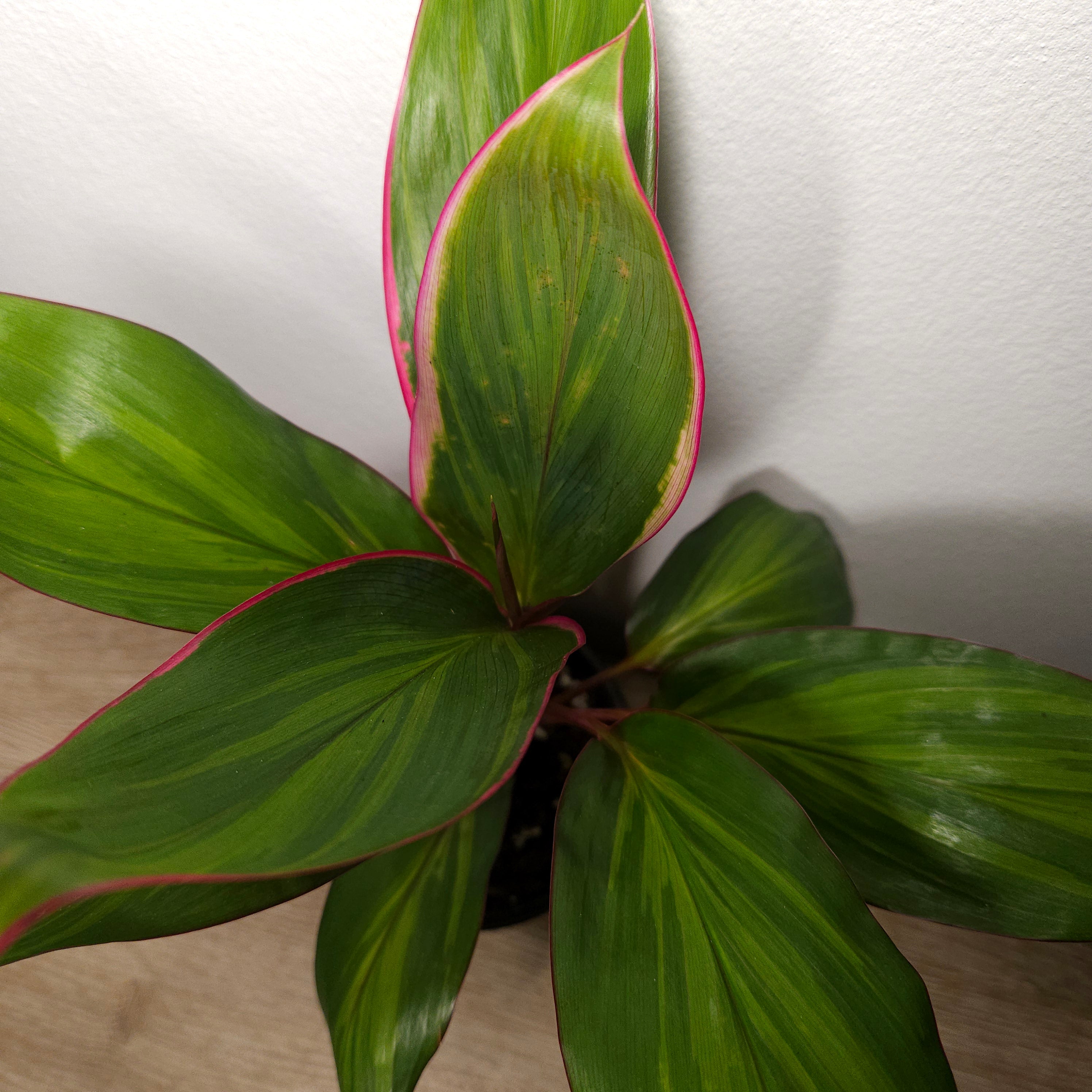Cordyline Pink Mirage - BRAND NEW