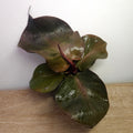 Philodendron Red Heart